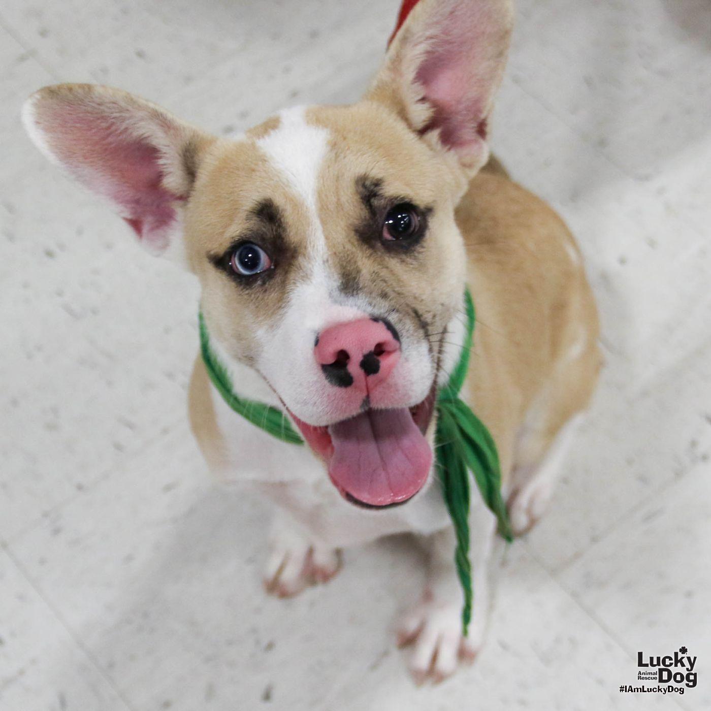 Johnson, Adoptable, Young Male Shepherd & Hound.