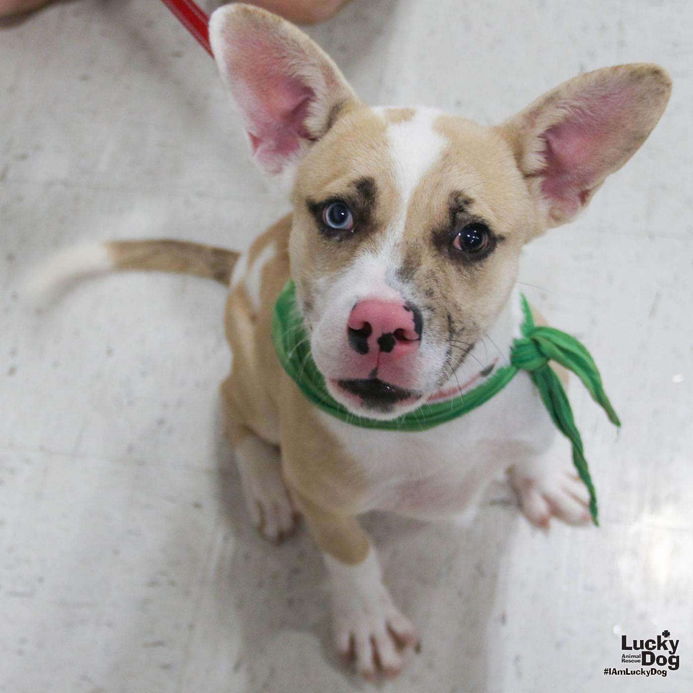 Enlarge Johnson, a Adoptable mixed breed in Washington, DC image 2/3