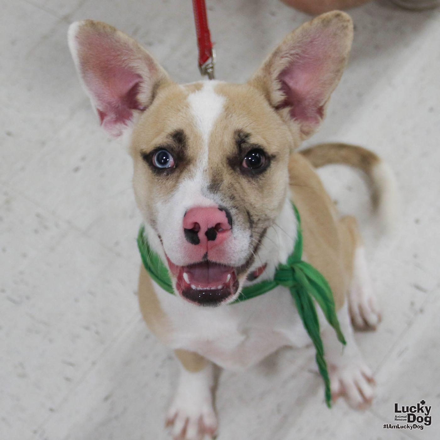 Enlarge Johnson, a Adoptable mixed breed in Washington, DC image 3/3