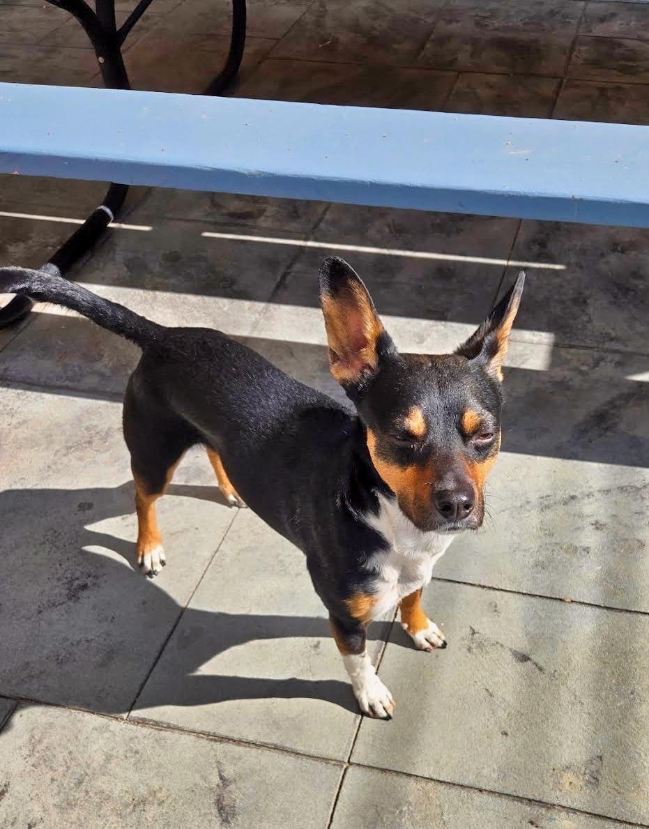 Enlarge Jack, a Adoptable mixed breed in Boulder, CO image 2/4