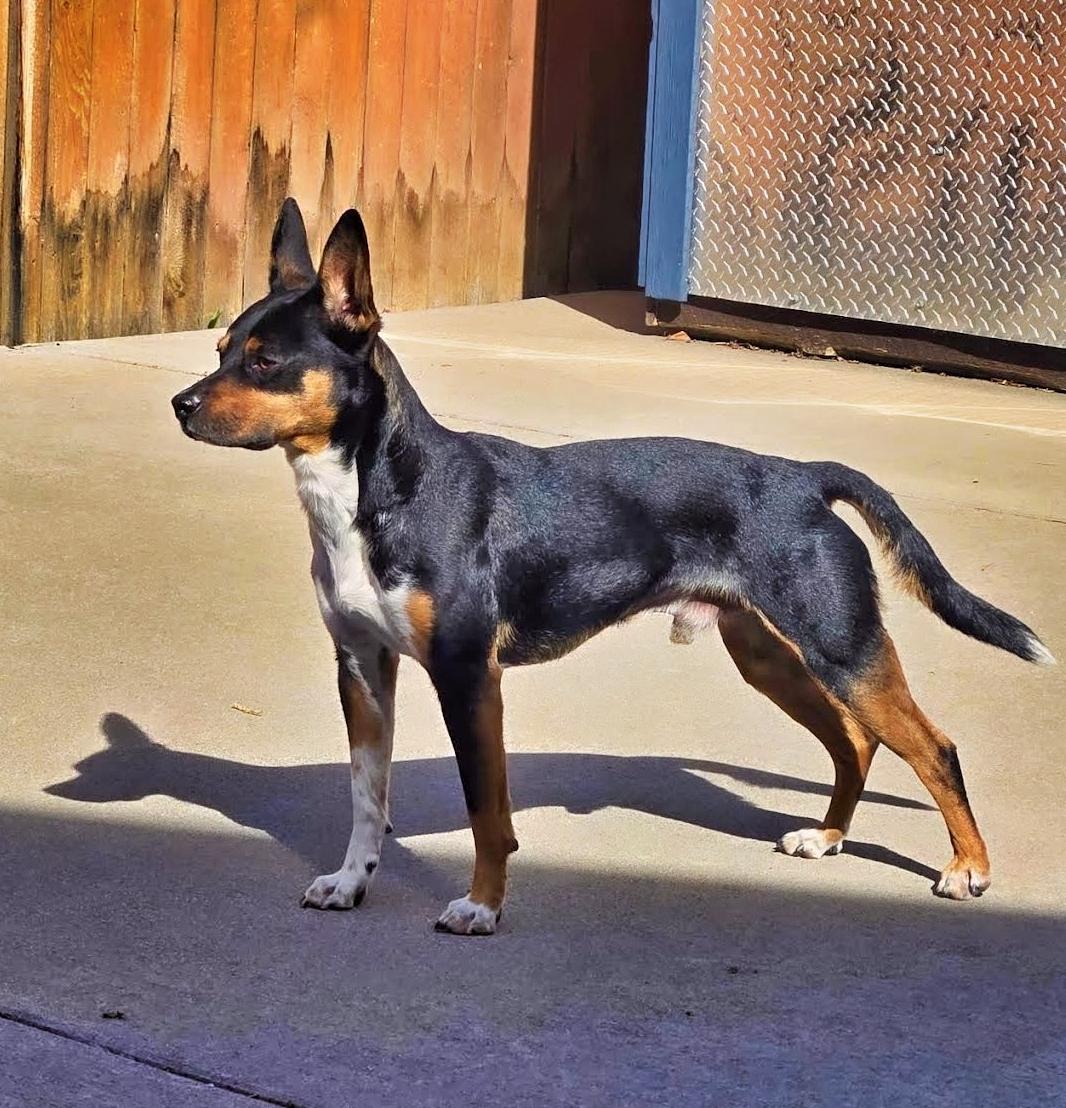 Enlarge Jack, a Adoptable mixed breed in Boulder, CO image 1/4