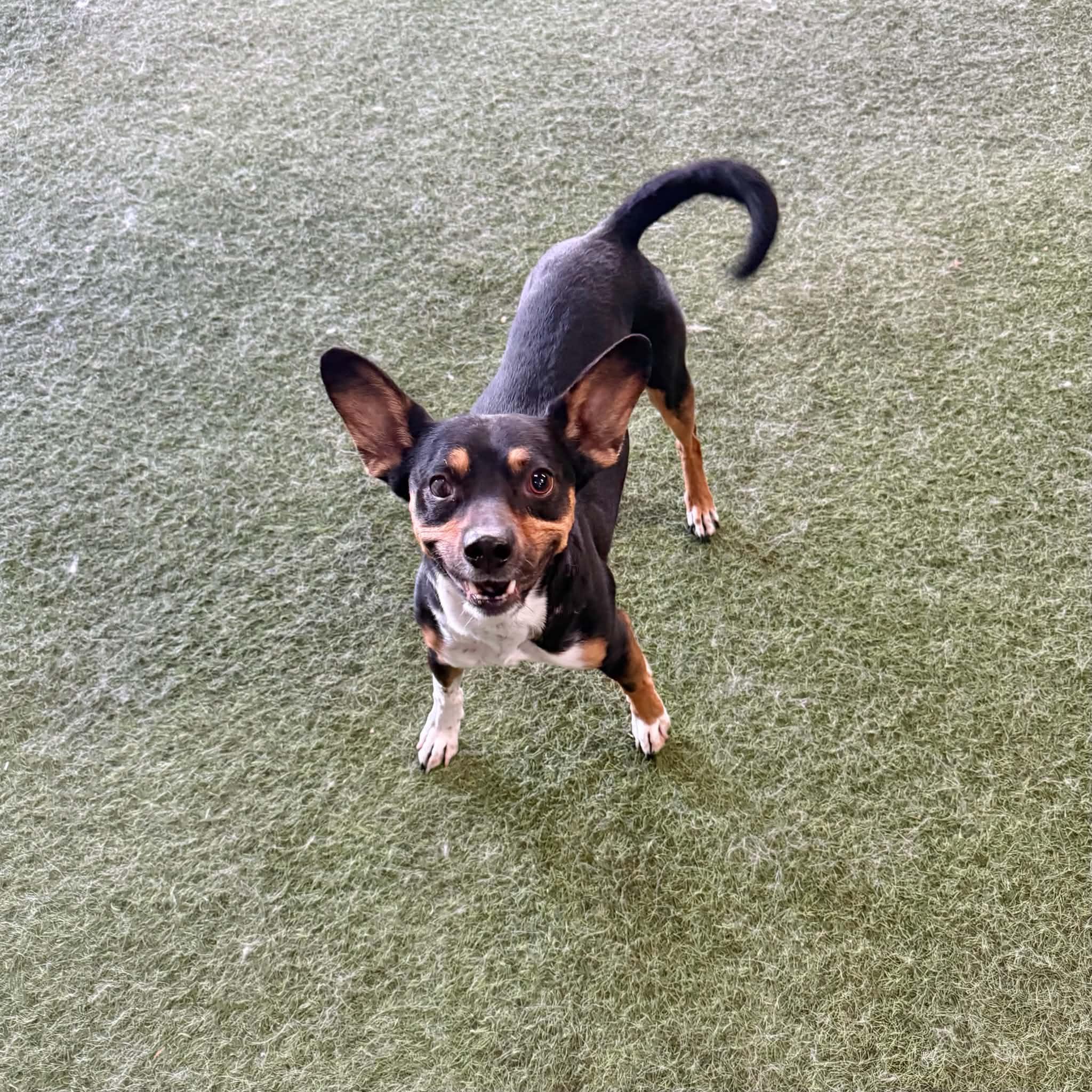 Jack, Adoptable, Adult Male Chihuahua & Corgi.