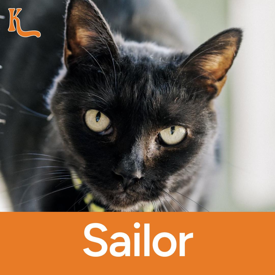 Sailor, Adult Male Domestic Short Hair