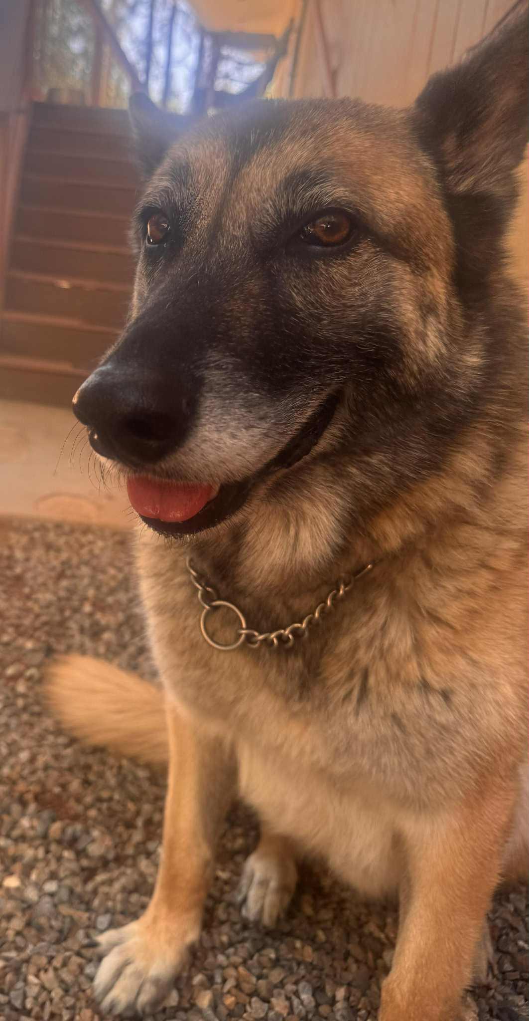 Rusty, Adoptable, Senior Male German Shepherd Dog & Belgian Shepherd / Malinois.