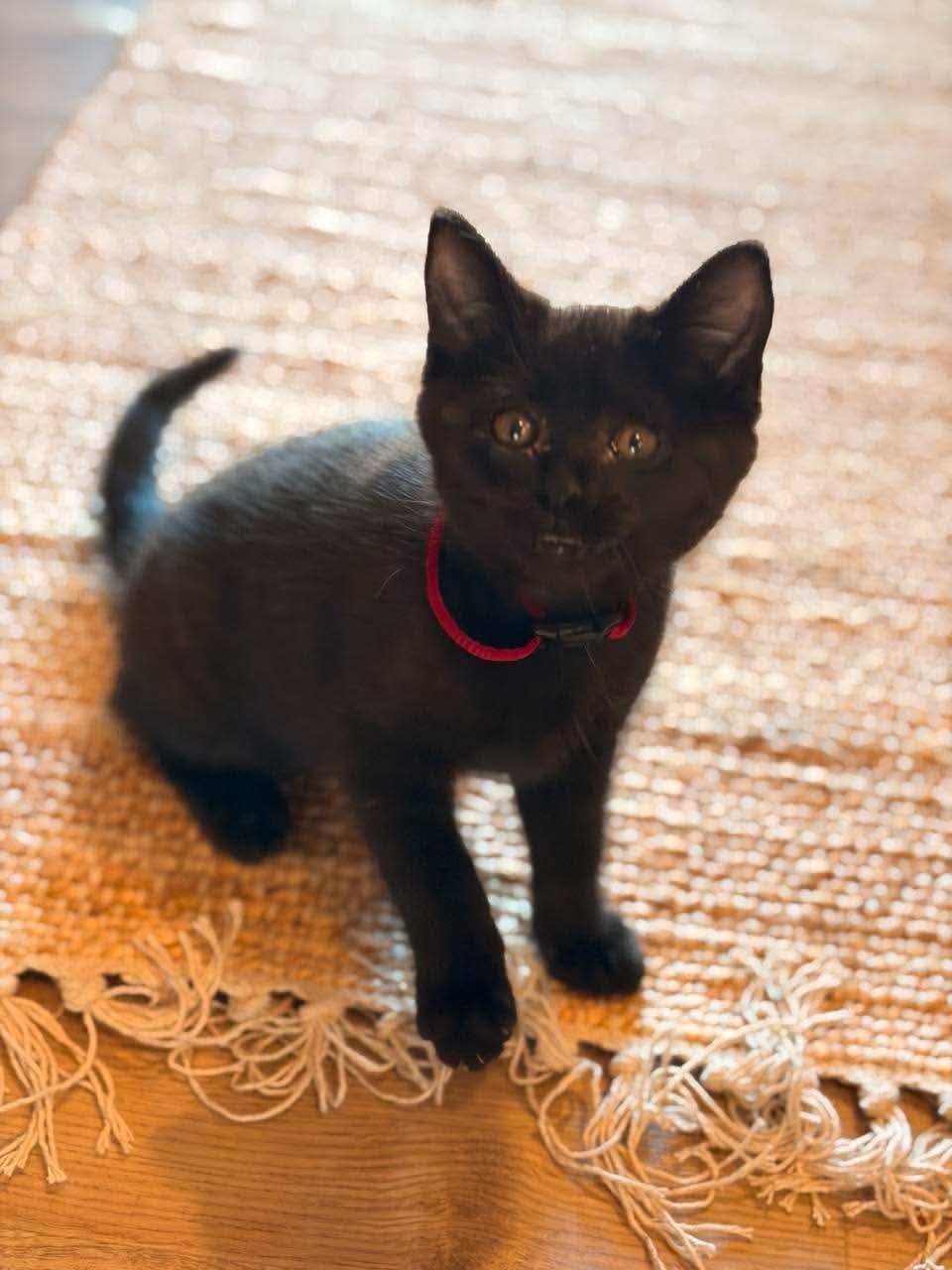 Amal (Clooney), a ADOPTABLE mixed breed in Valley Center, KS image 6/6
