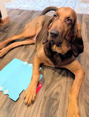 Tinkerbelle thumbnail 4