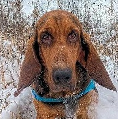 Tinkerbelle (WI), ADOPTABLE, Young Female Bloodhound.