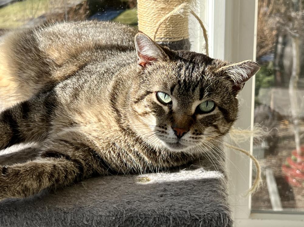 Chauncey, a Adoptable mixed breed in Oradell, NJ image 1/3