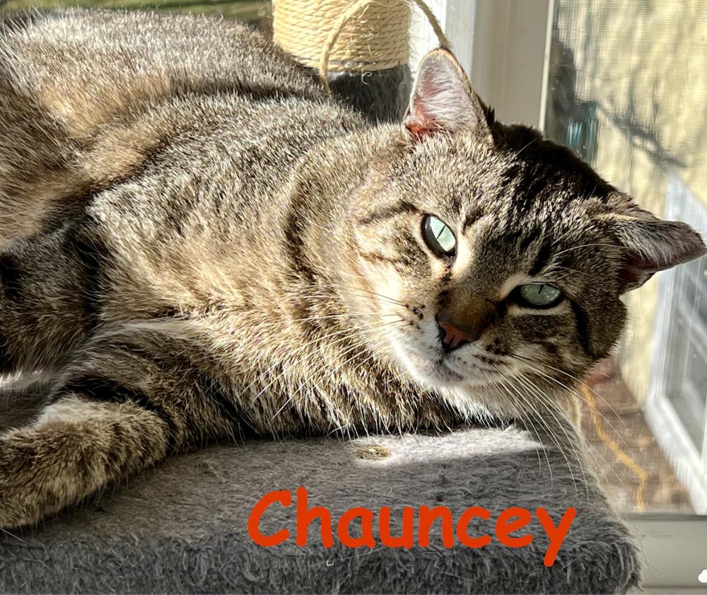 Chauncey, a Adoptable mixed breed in Oradell, NJ image 2/3