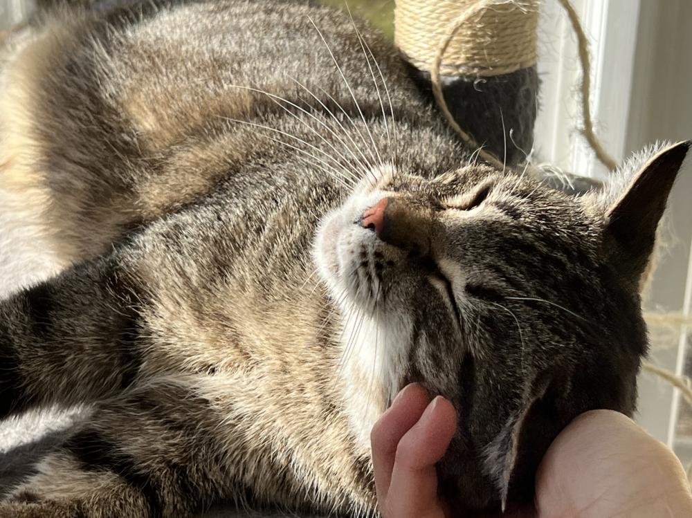 Chauncey, a Adoptable mixed breed in Oradell, NJ image 3/3