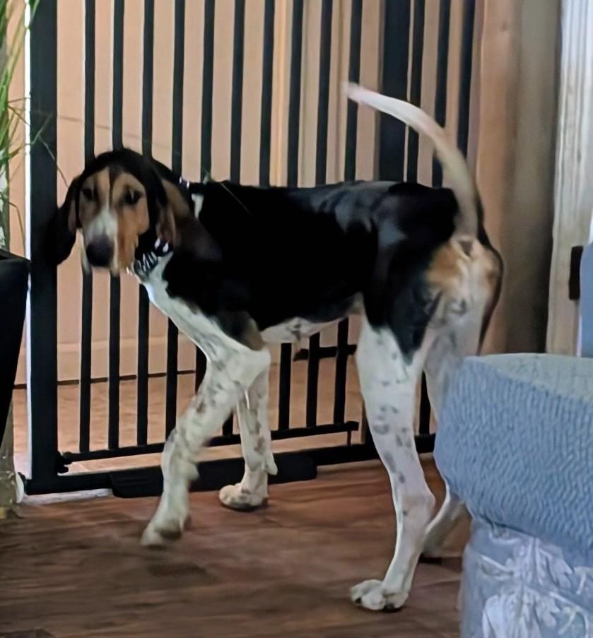 Molly, a ADOPTABLE Treeing Walker Coonhound in Homer Glen, IL image 4/6