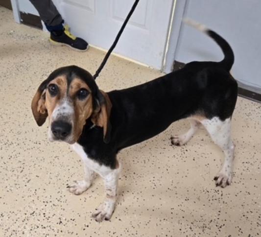 Enlarge Molly, a ADOPTABLE Treeing Walker Coonhound in Homer Glen, IL image 1/2