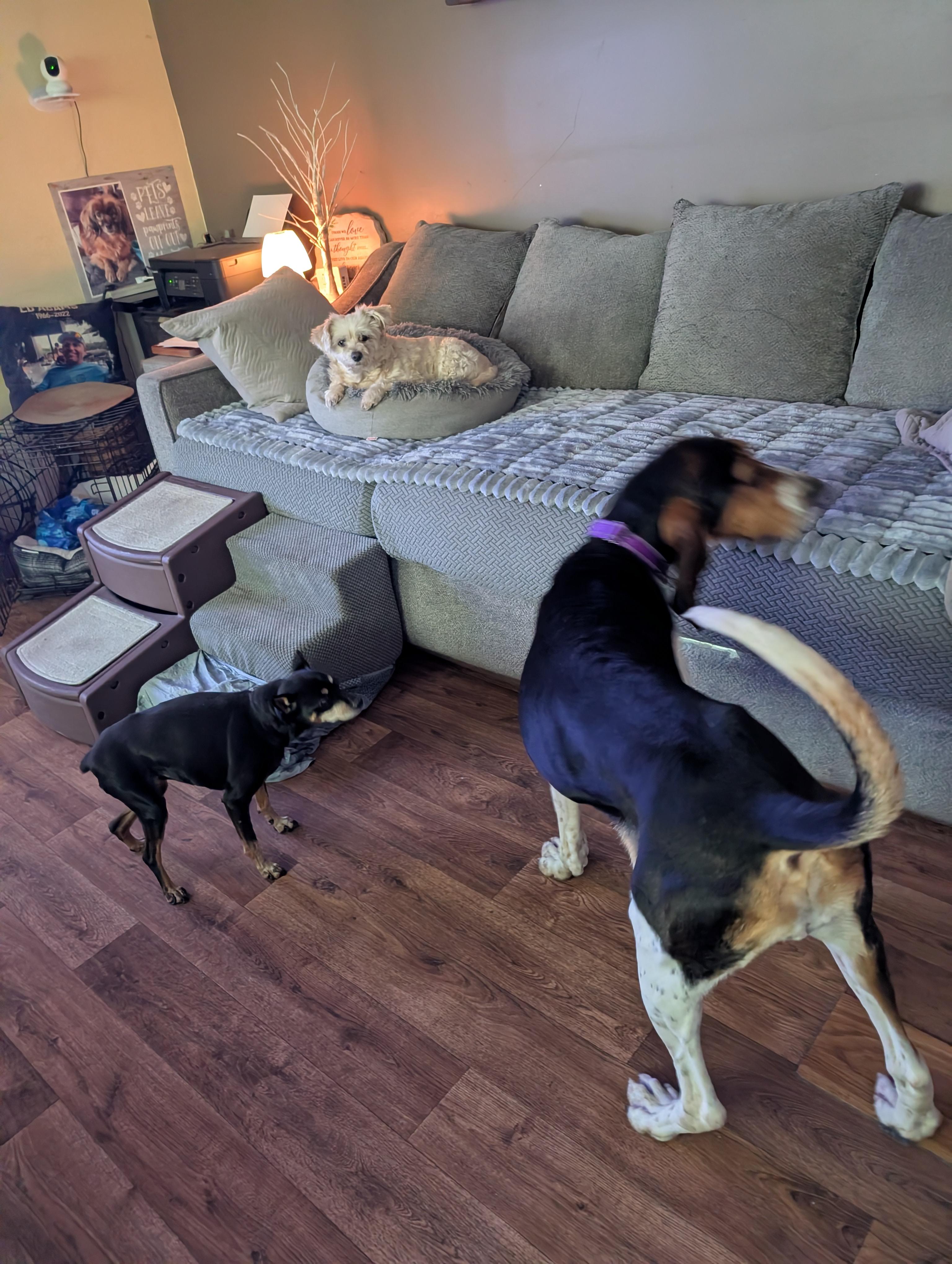 Molly, a ADOPTABLE Treeing Walker Coonhound in Homer Glen, IL image 5/6