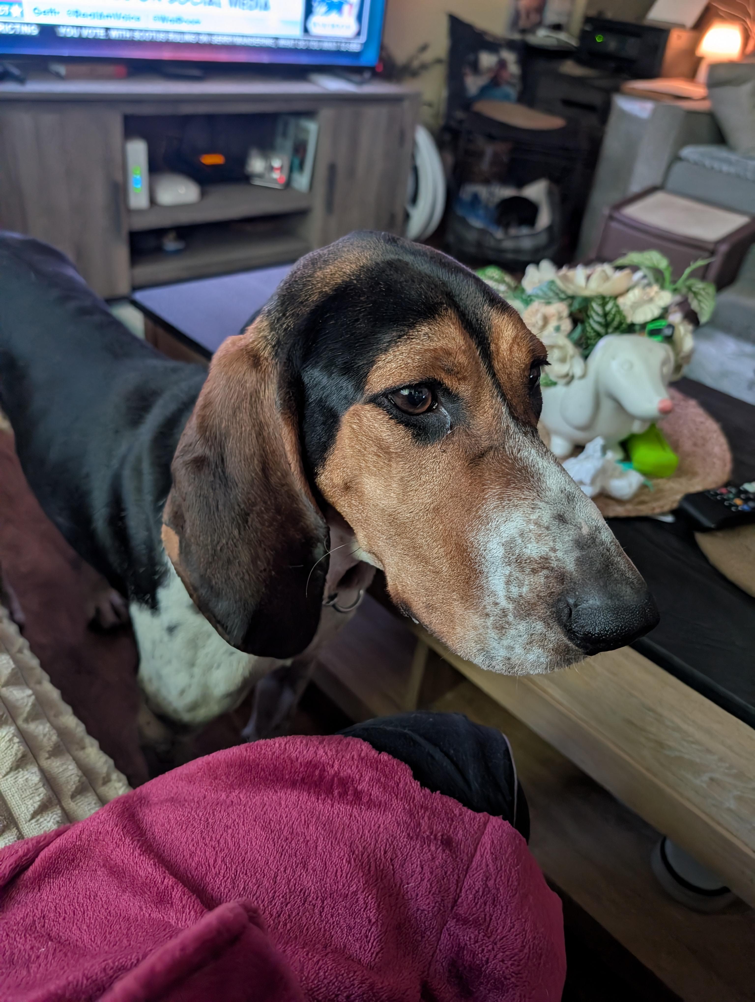 Molly, a ADOPTABLE Treeing Walker Coonhound in Homer Glen, IL image 1/6