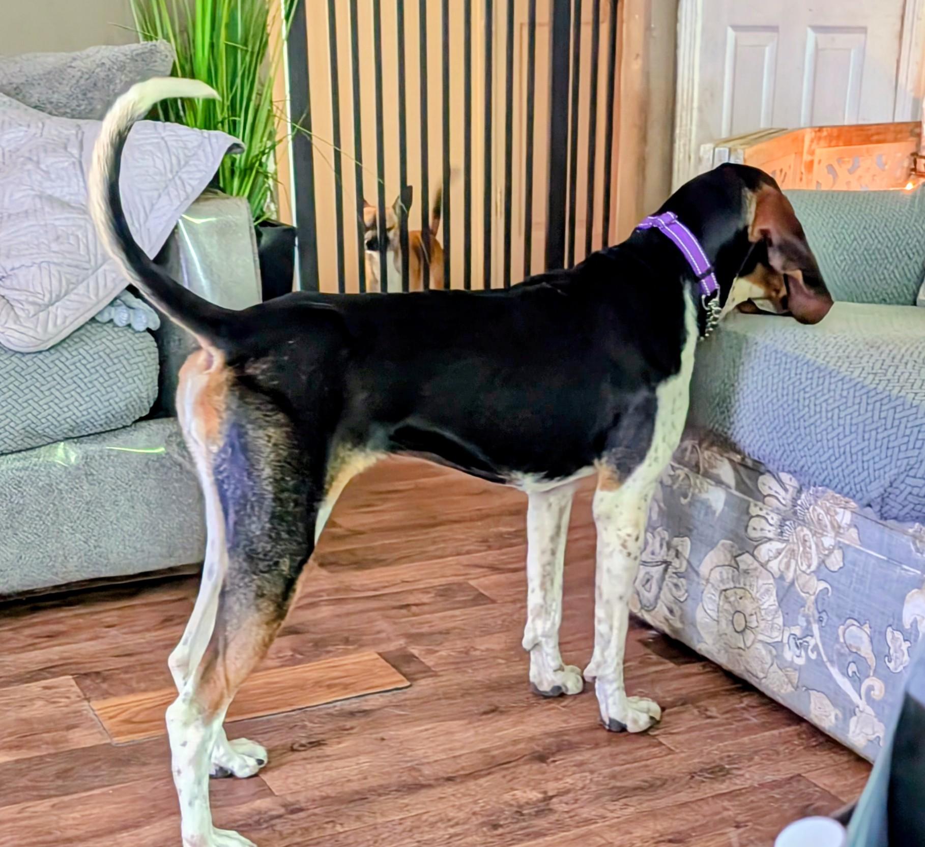 Molly, a ADOPTABLE Treeing Walker Coonhound in Homer Glen, IL image 3/6