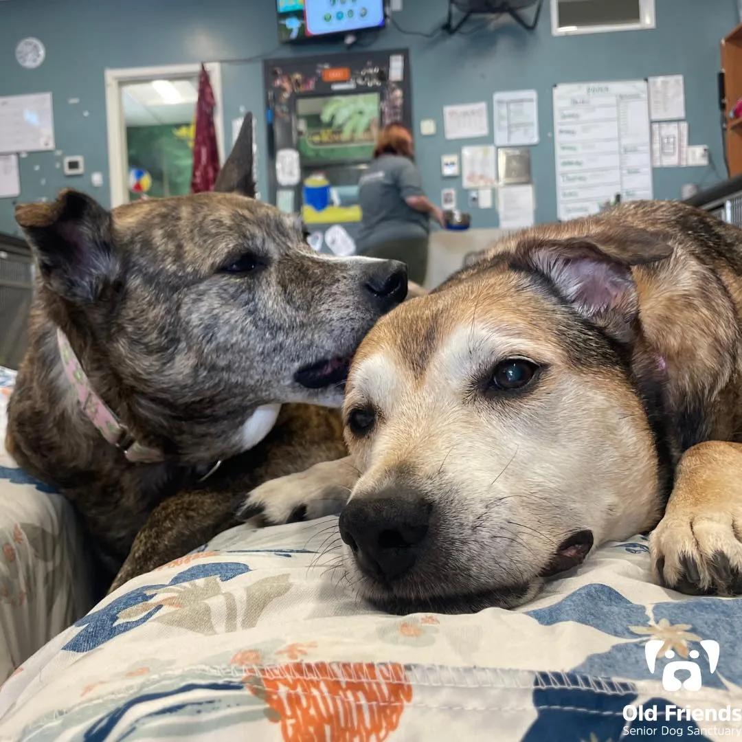 Enlarge Katie & Cindy, a Adoptable mixed breed in Mount Juliet, TN image 1/2