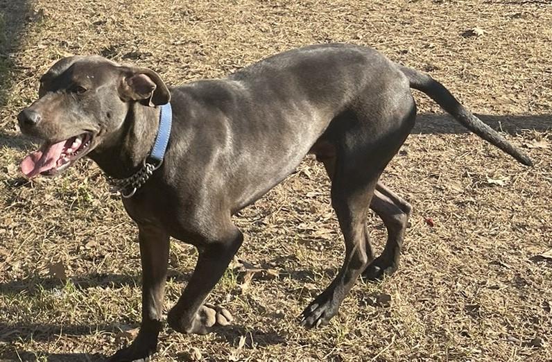 Ozzie, an adoptable Mixed Breed in Columbia, LA, 71418 | Photo Image 3