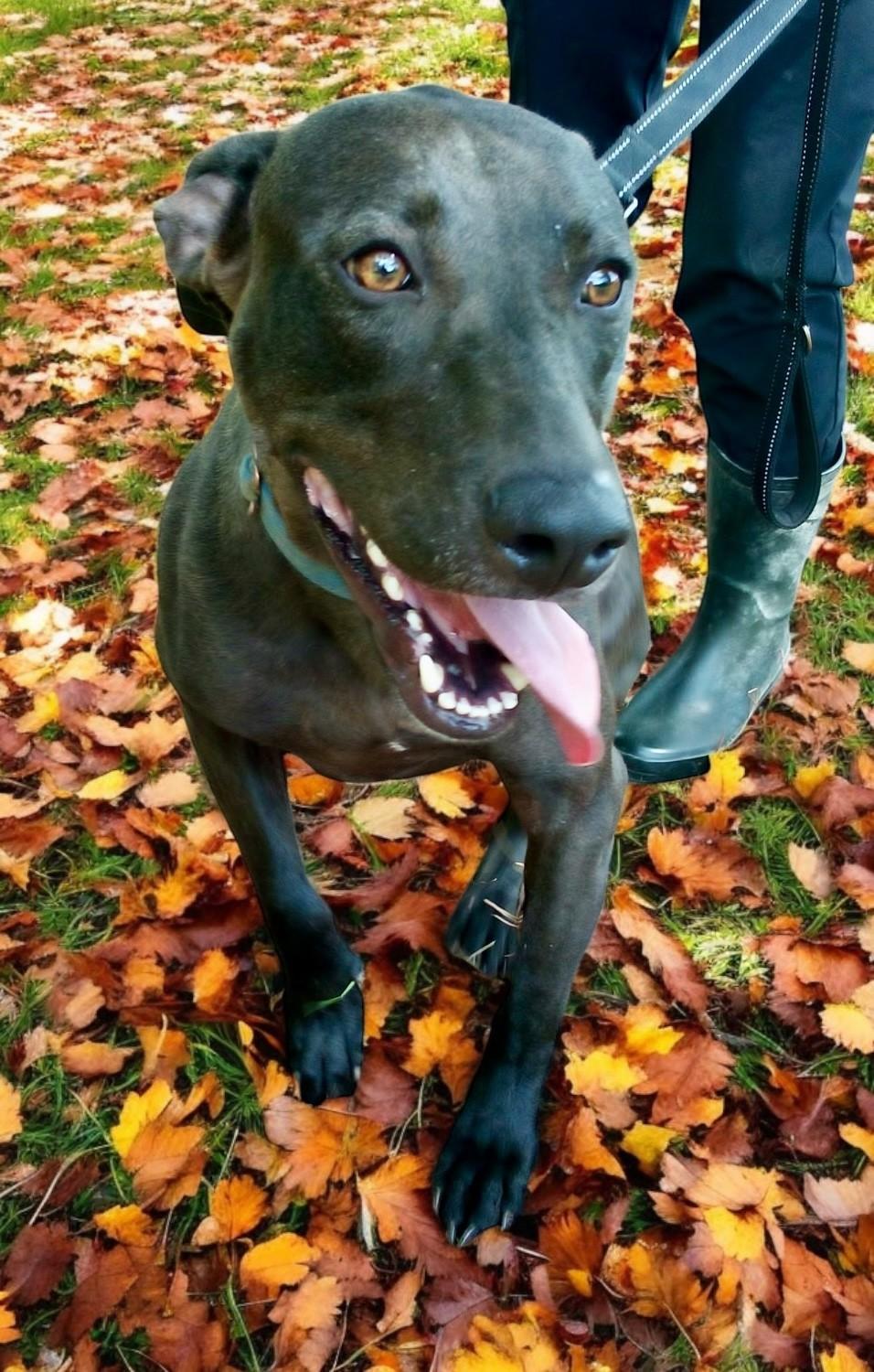 Ozzie, an adoptable Mixed Breed in Columbia, LA, 71418 | Photo Image 2
