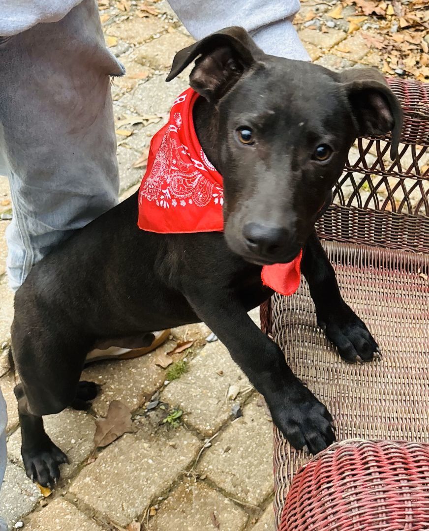 Ozzie, an adoptable Mixed Breed in Columbia, LA, 71418 | Photo Image 5