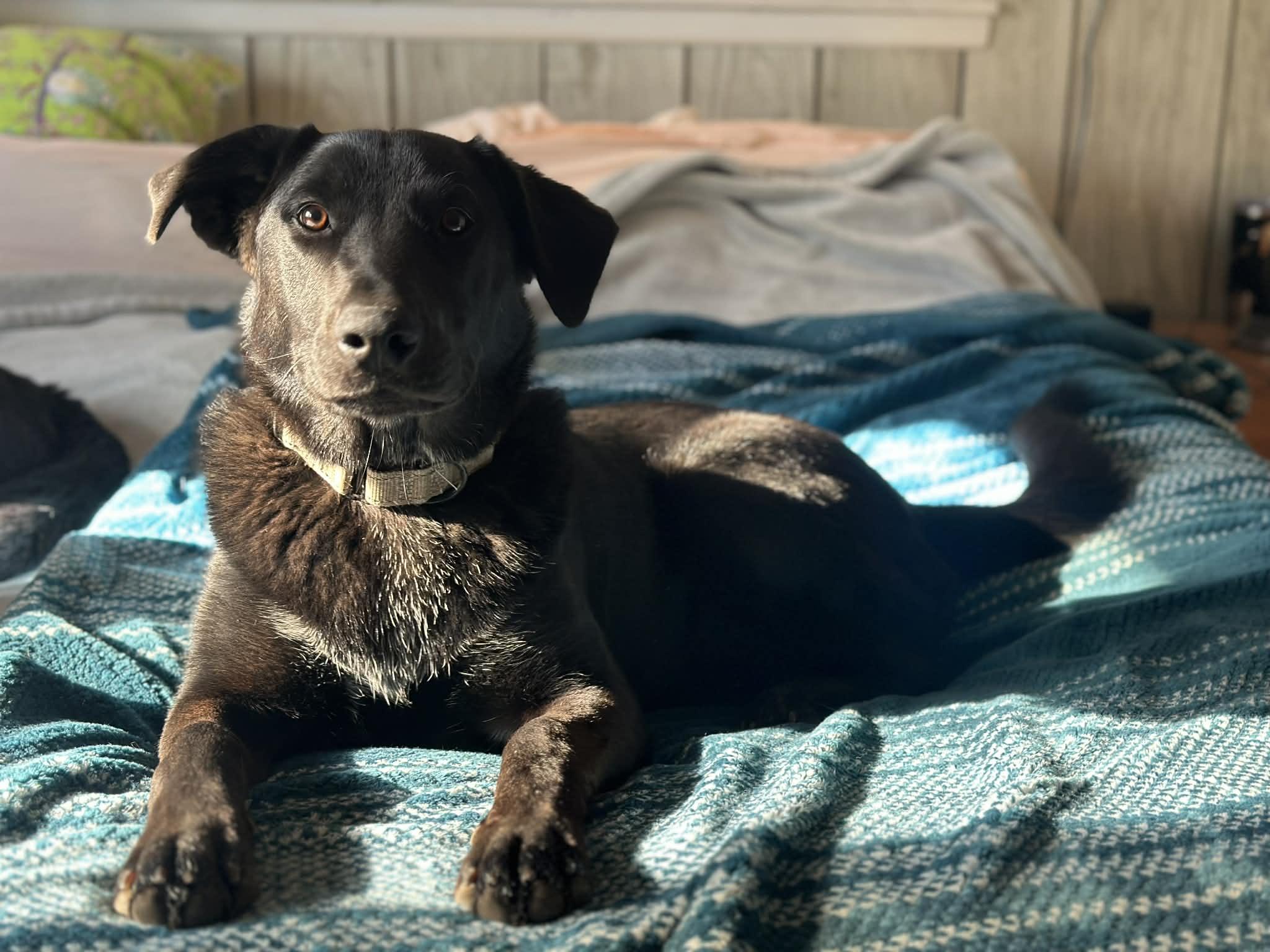 Enlarge Valerie, a Adoptable mixed breed in Brattleboro, VT image 1/6