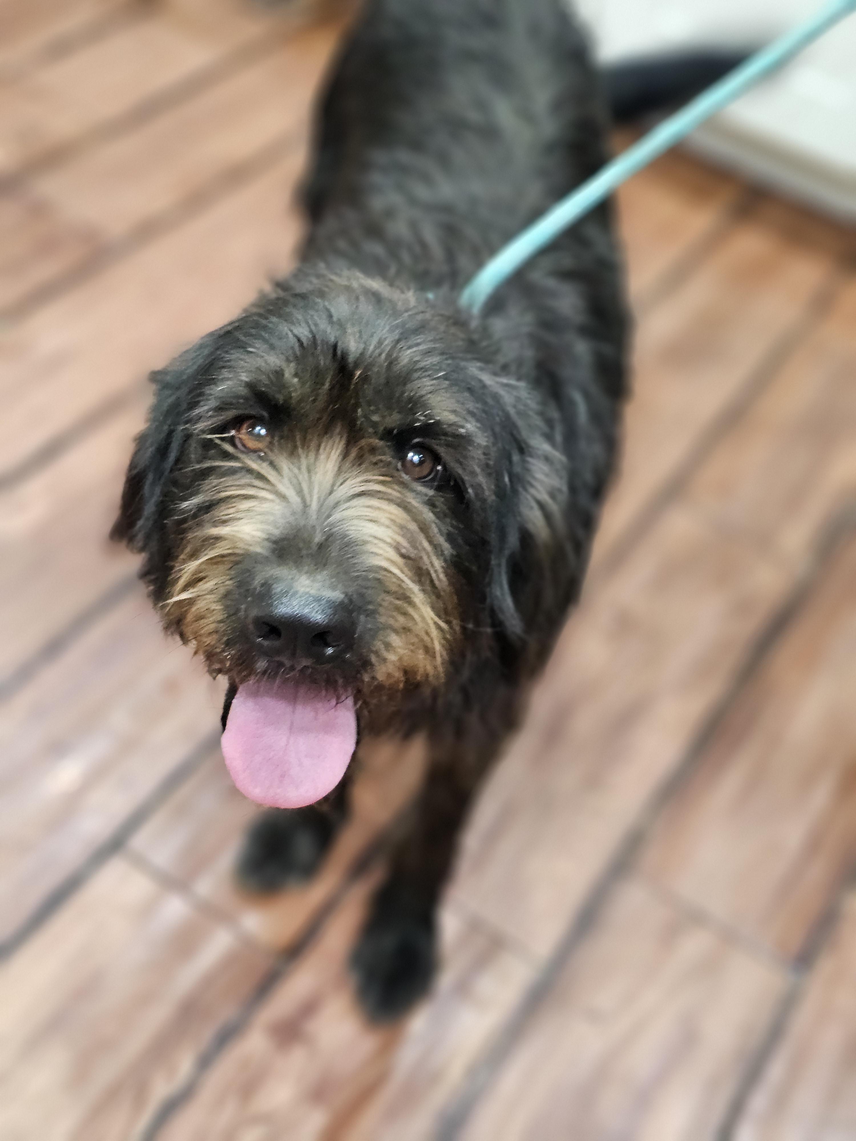 Albert so il, an adoptable Briard, Aussiedoodle in MURPHYSBORO , IL, 62966 | Photo Image 1