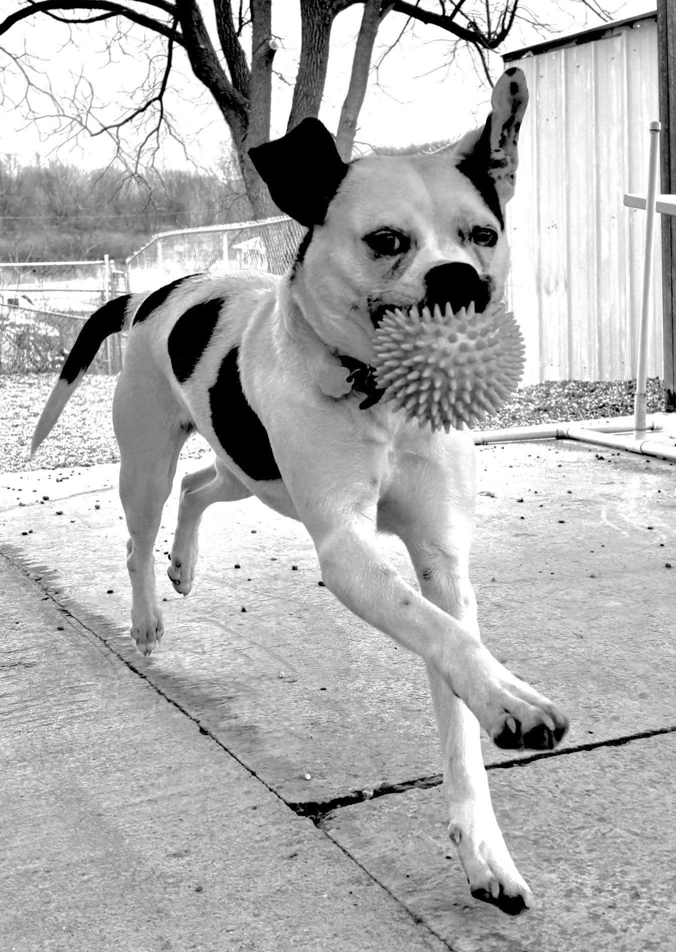 Enlarge Mara, a ADOPTABLE mixed breed in Oxford, MI image 5/6