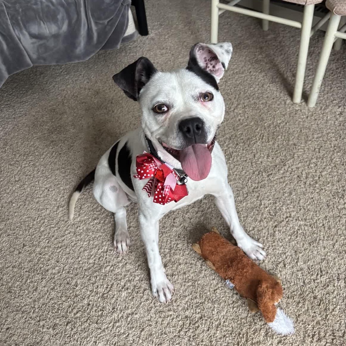 Enlarge Mara, a ADOPTABLE mixed breed in Oxford, MI image 2/6