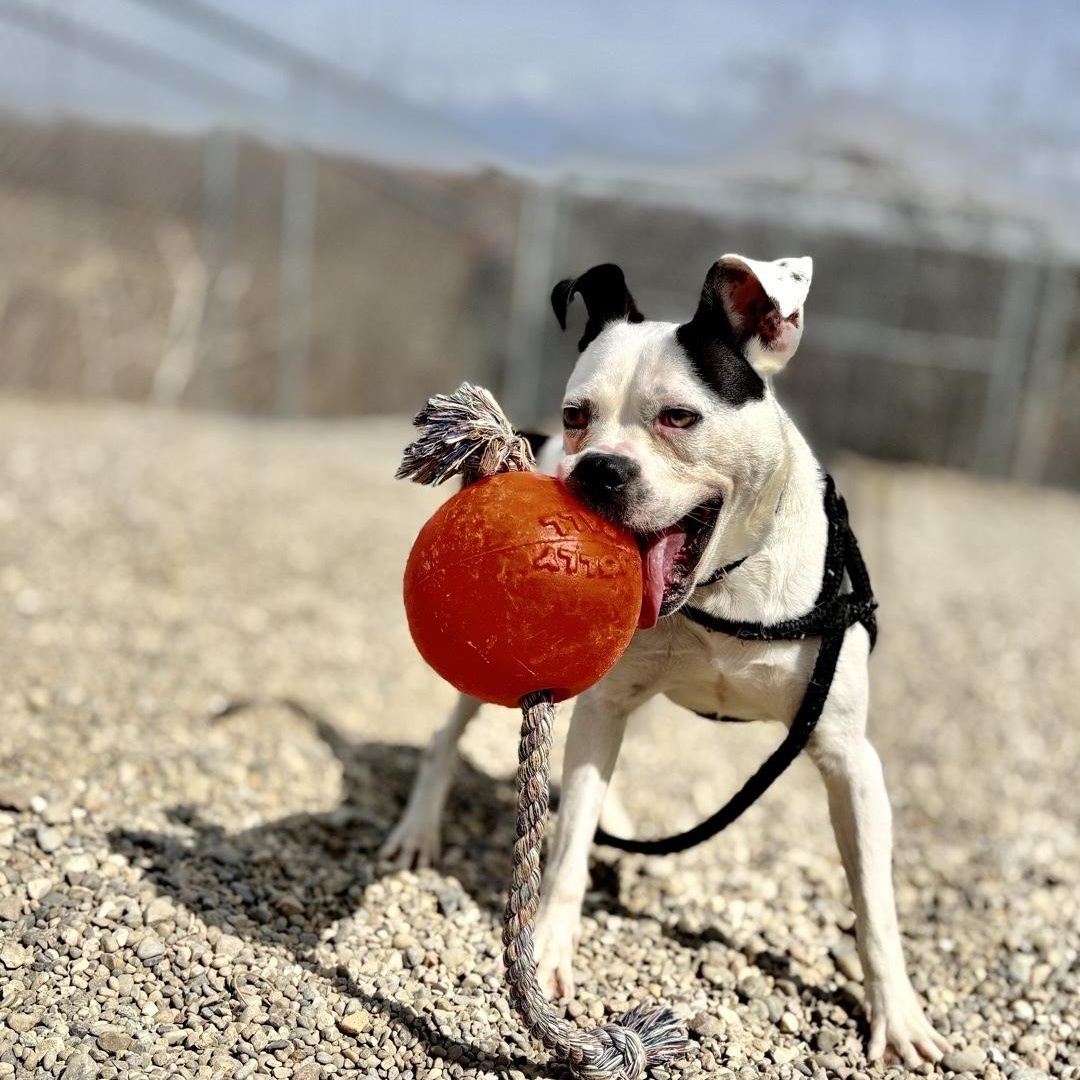 Mara, ADOPTABLE, Young Female Pit Bull Terrier & Mixed Breed.