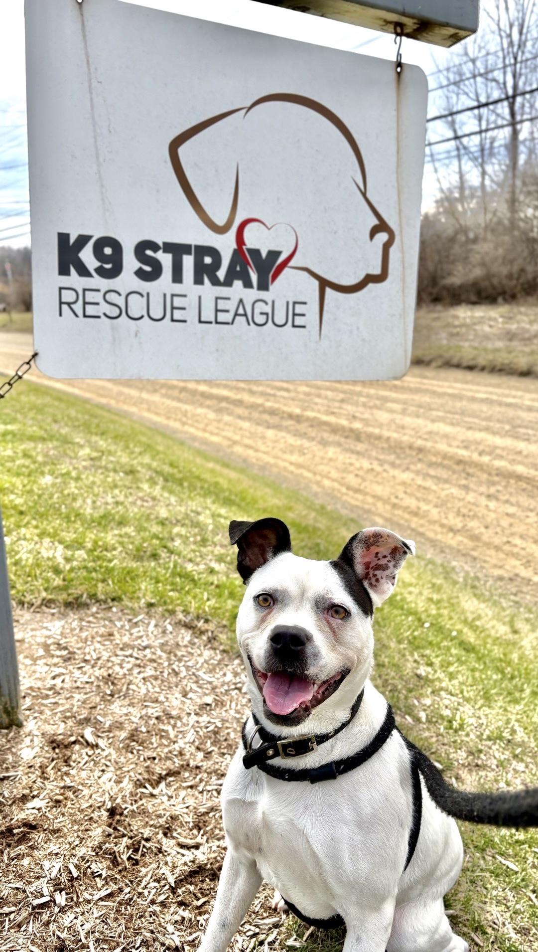 Enlarge Mara, a ADOPTABLE mixed breed in Oxford, MI image 4/6