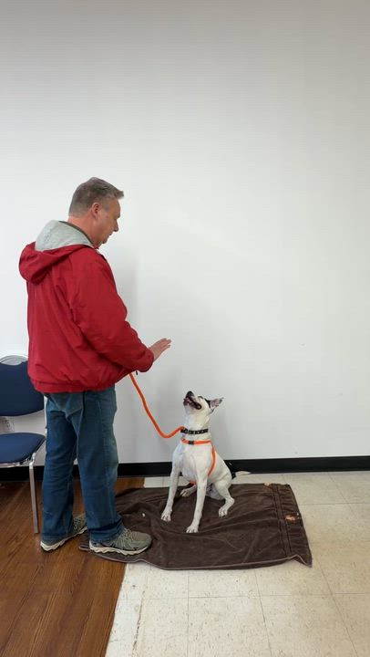 Enlarge Mara, a ADOPTABLE mixed breed in Oxford, MI video 6/6