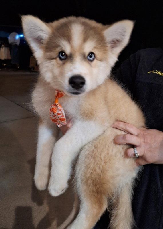 Malbec, Adoptable, Puppy Male Husky.