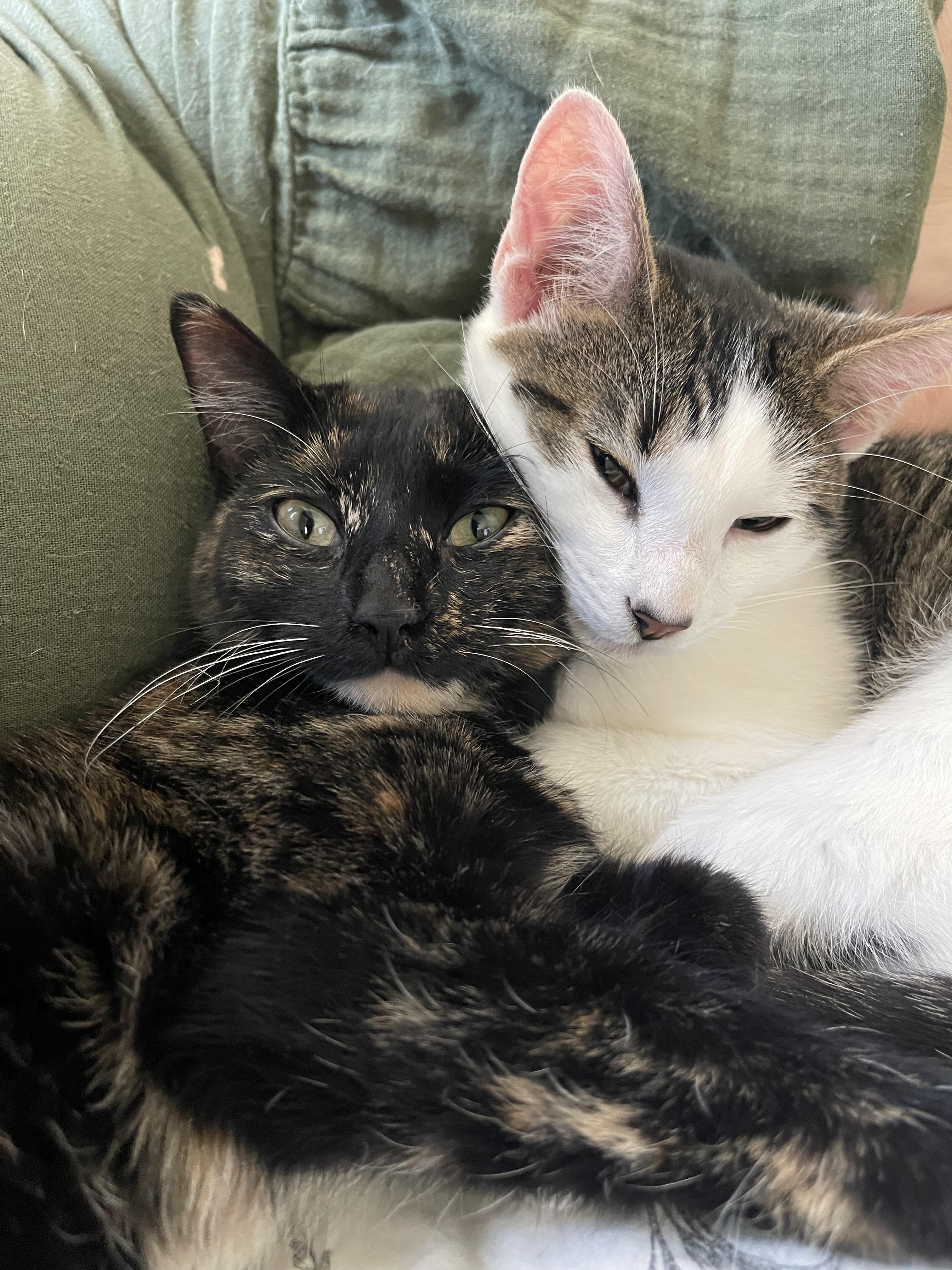 Enlarge Itty Bitty and Mini Me, a Adopted Tortoiseshell in Atlanta, GA image 1/6