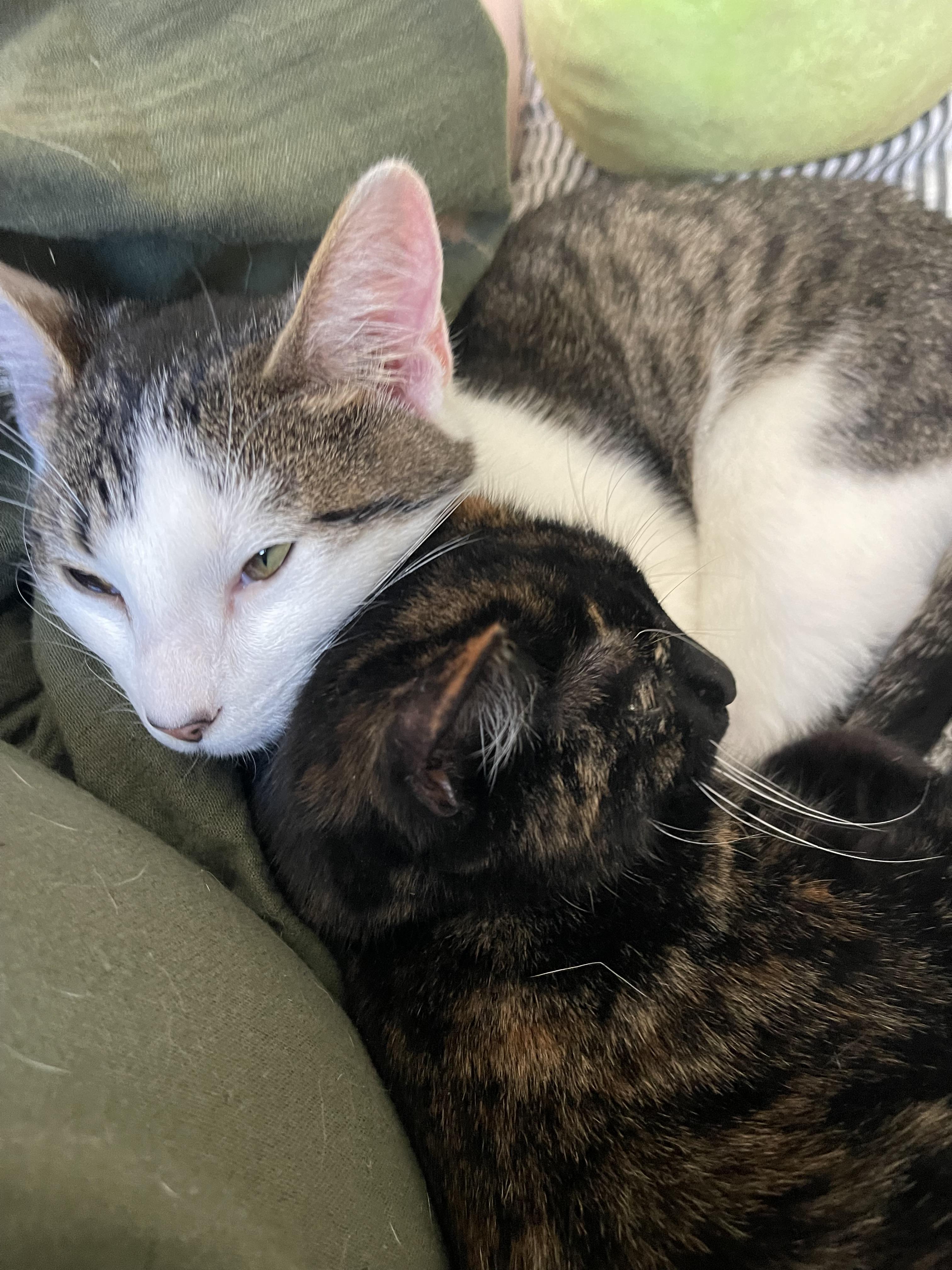 Enlarge Itty Bitty and Mini Me, a Adopted Tortoiseshell in Atlanta, GA image 2/6