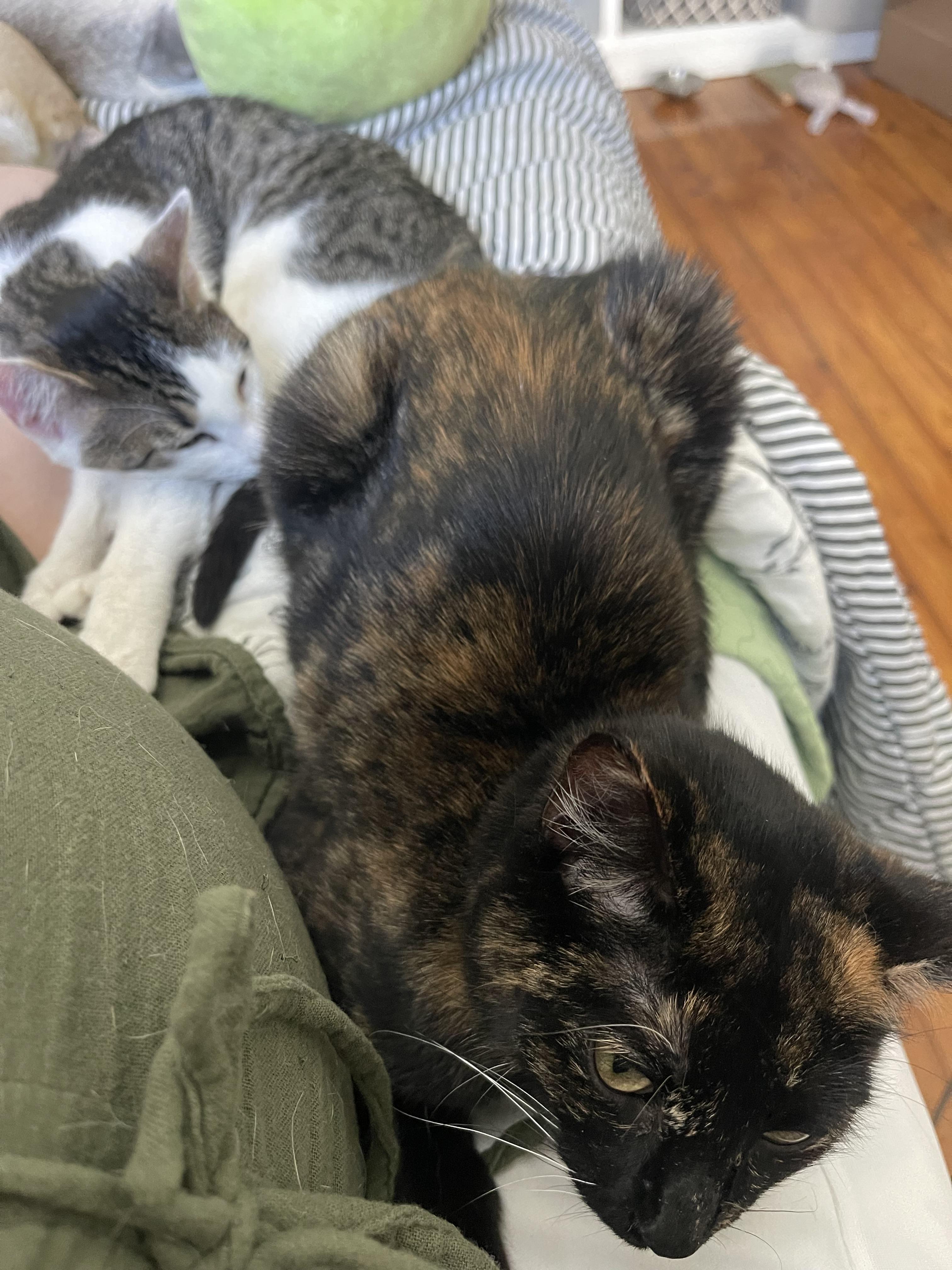 Enlarge Itty Bitty and Mini Me, a Adopted Tortoiseshell in Atlanta, GA image 3/6