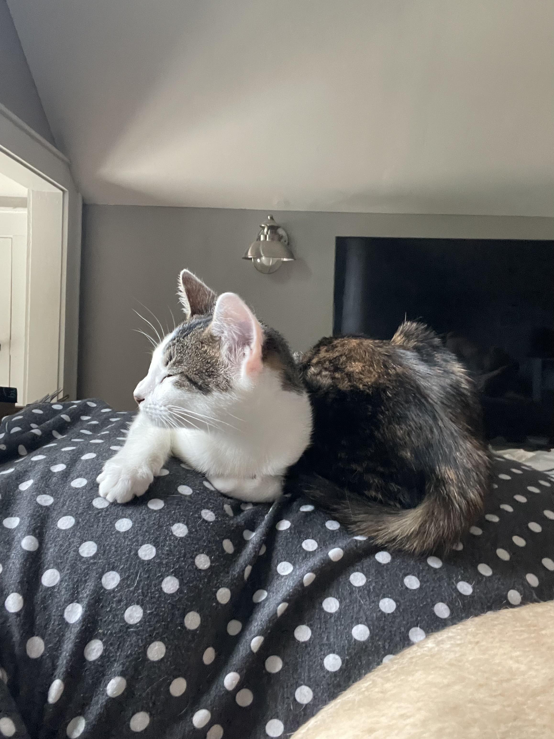 Enlarge Itty Bitty and Mini Me, a Adopted Tortoiseshell in Atlanta, GA image 4/6