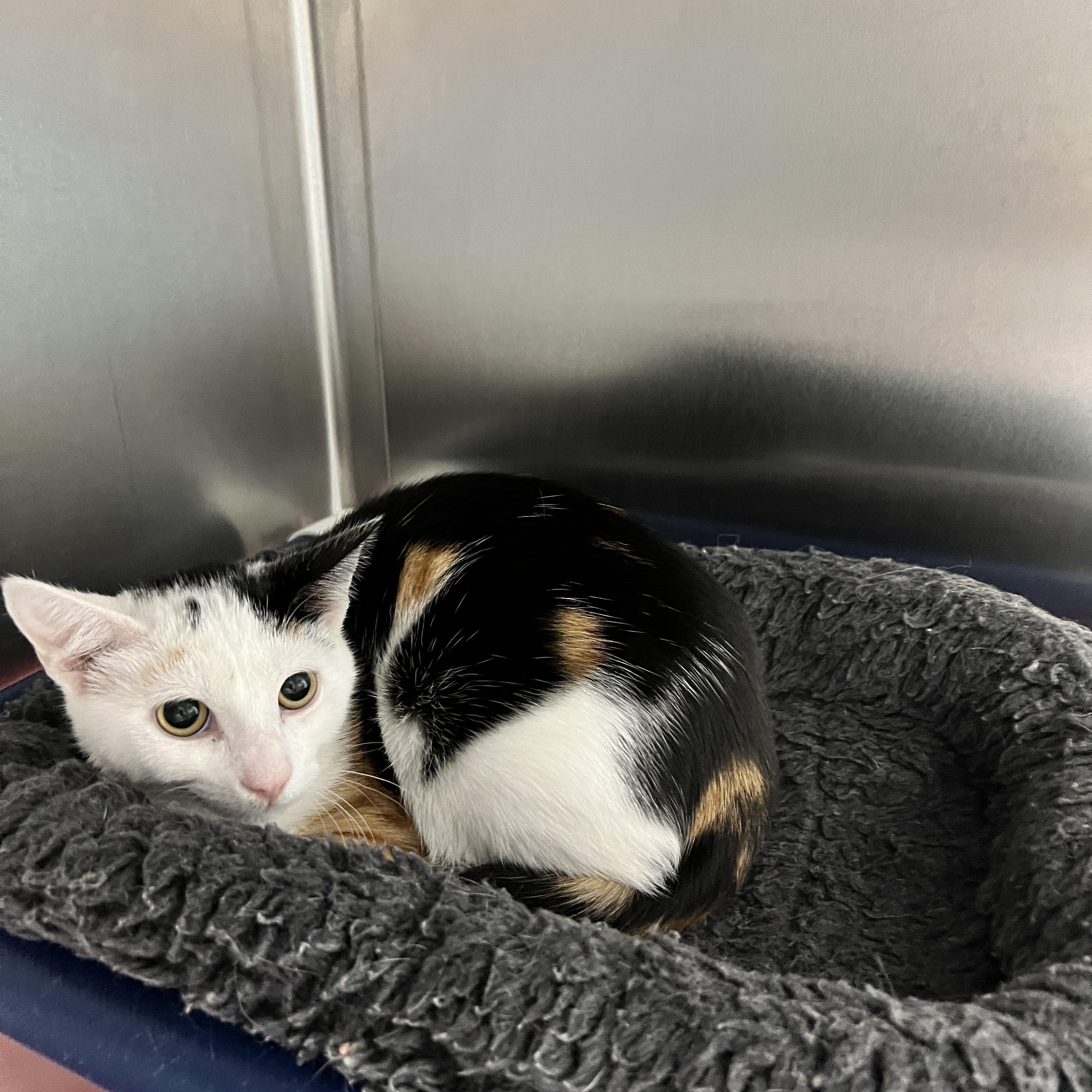 Elf, ADOPTABLE, Young Female Calico.