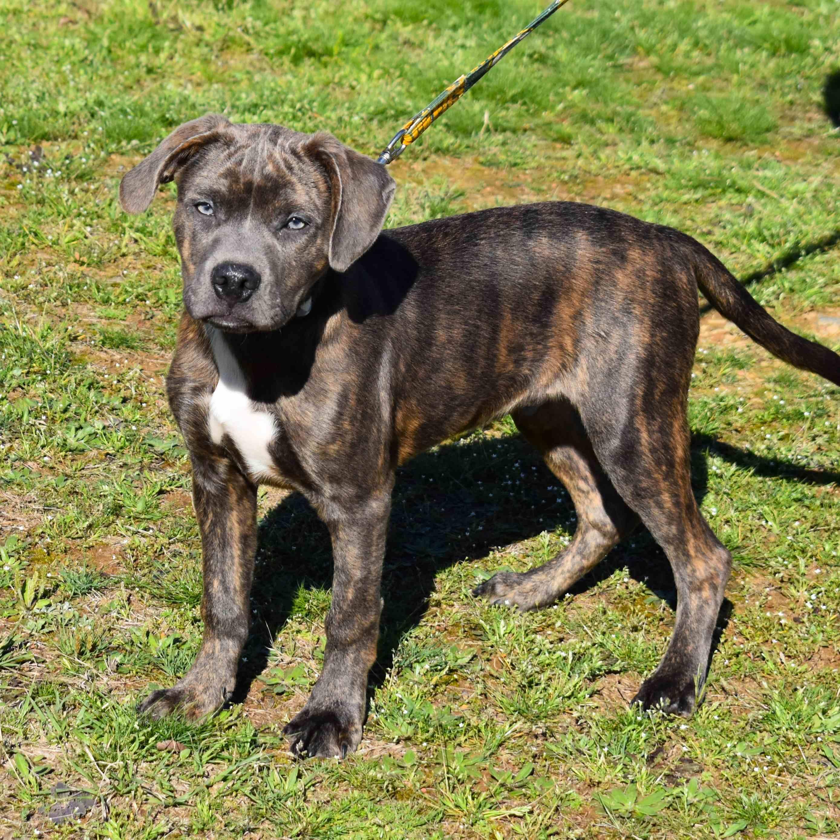 Rambo, adopted, Puppy Male Mixed Breed.