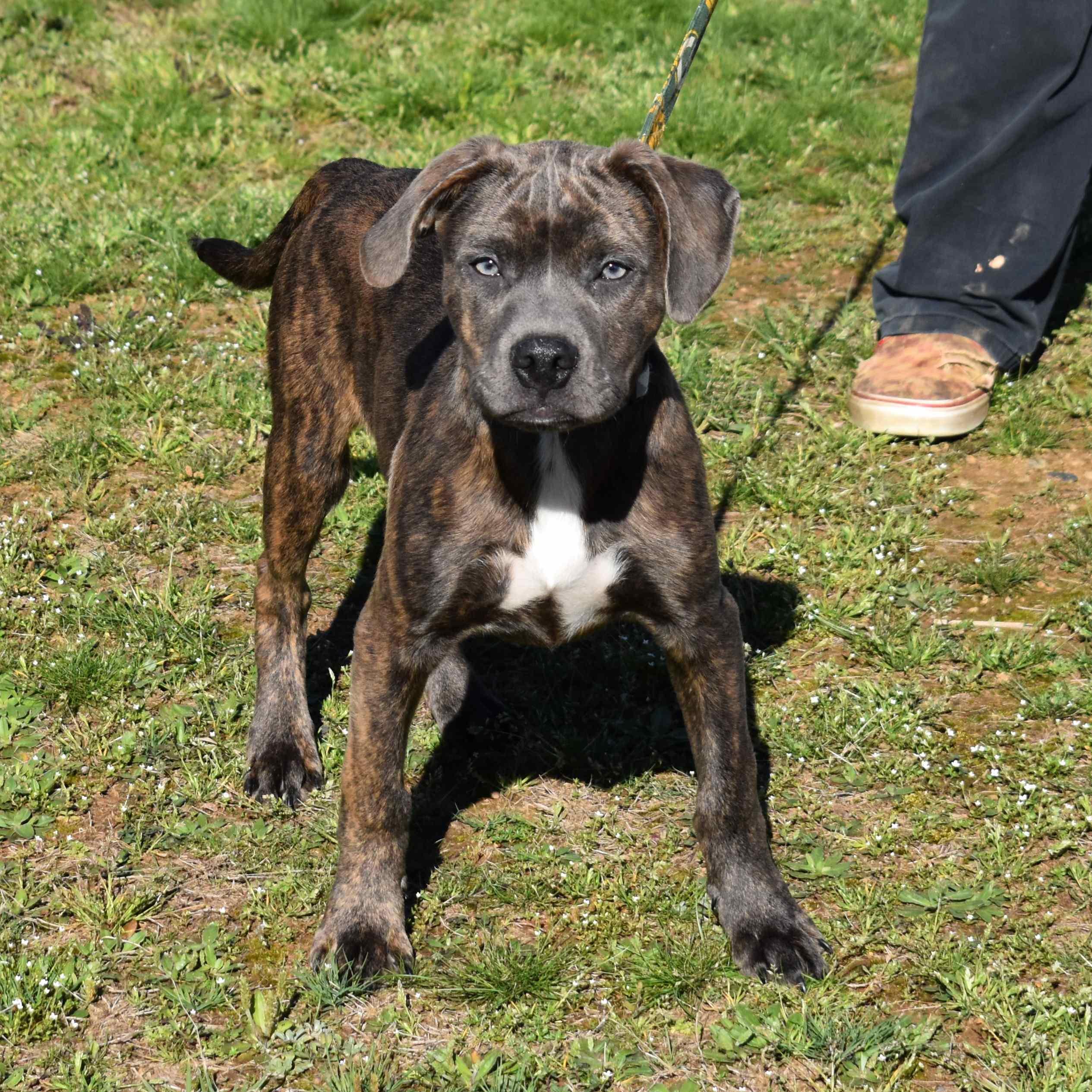 Enlarge Rambo, an adopted Mixed Breed in Searcy, AR image 4/6
