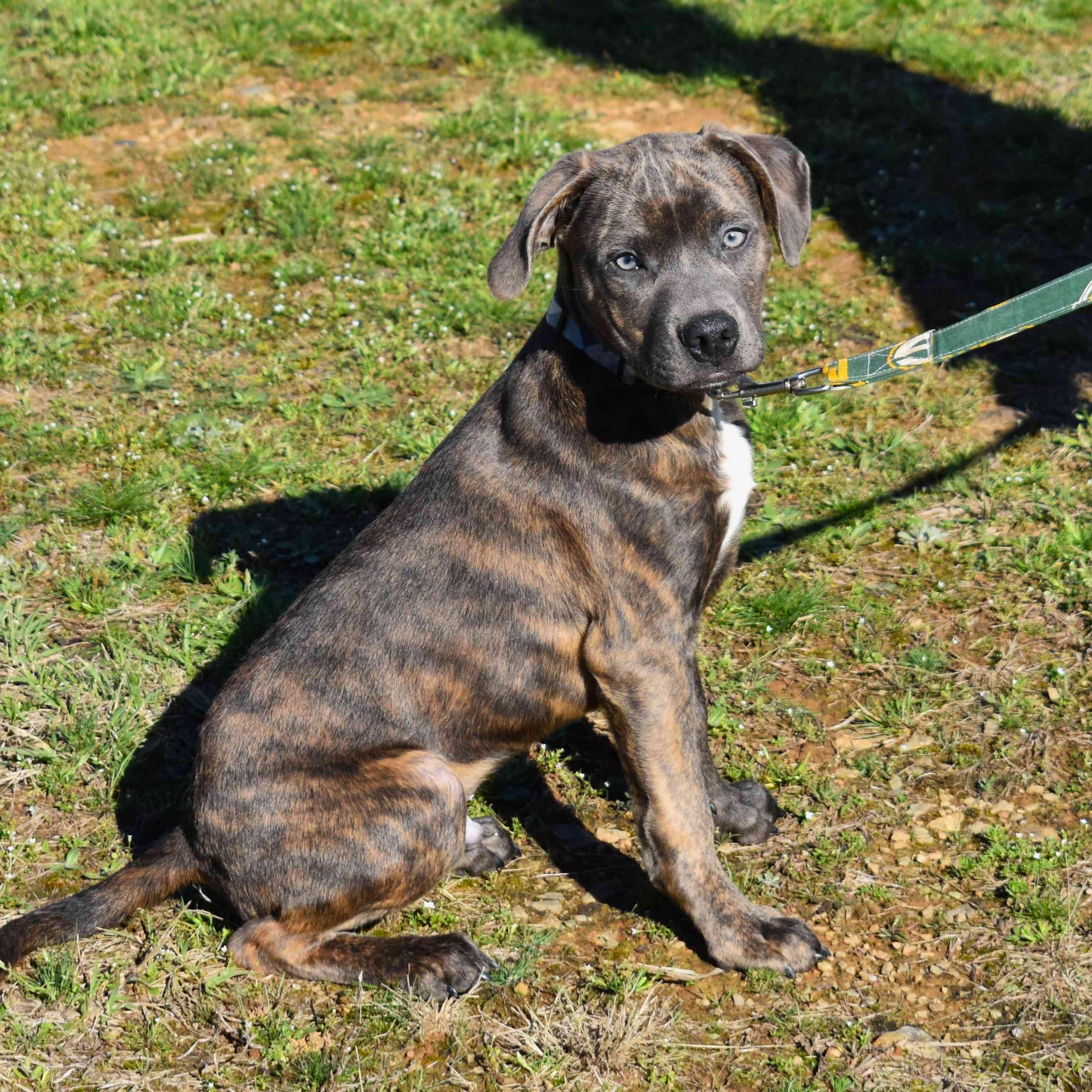 Enlarge Rambo, an adopted Mixed Breed in Searcy, AR image 3/6