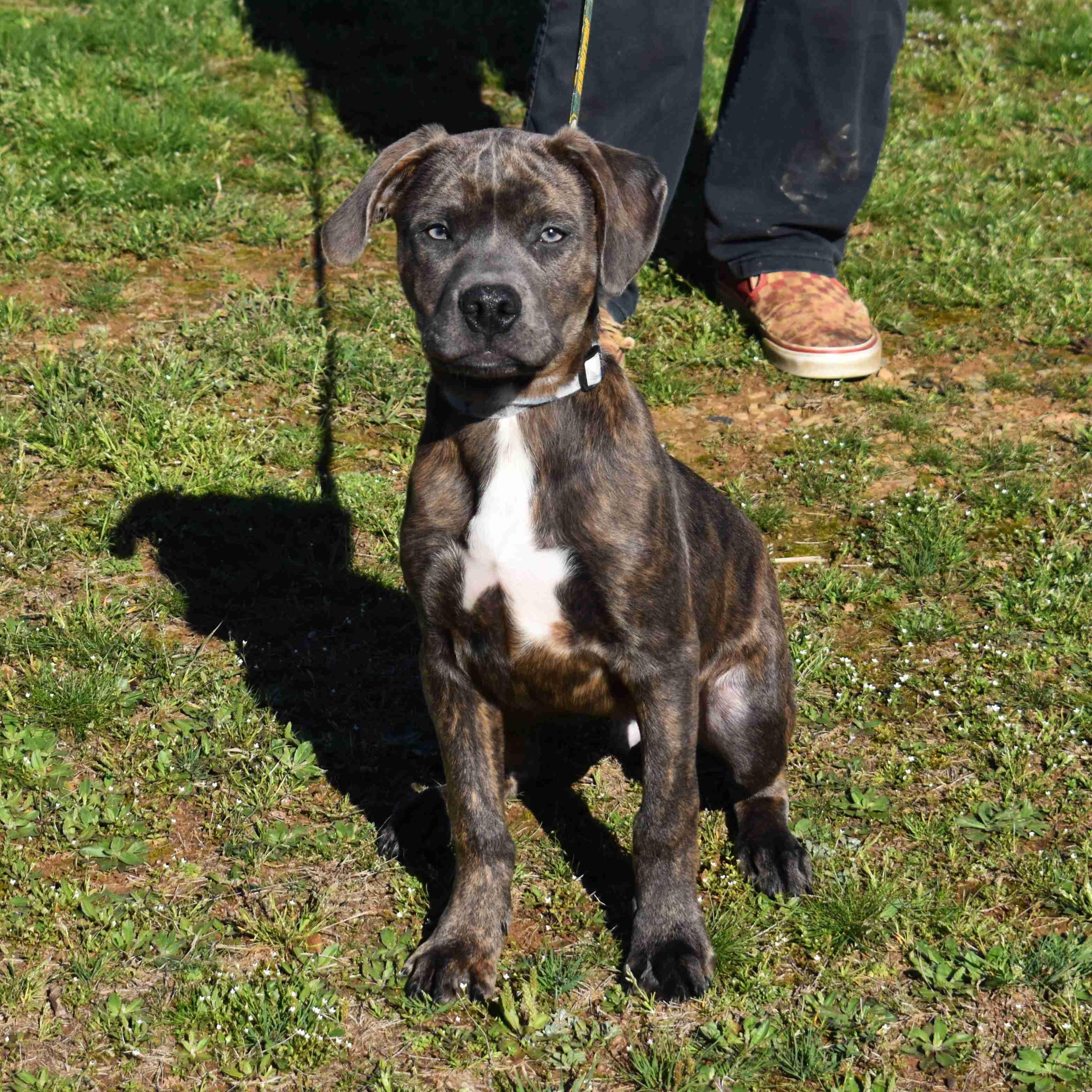 Enlarge Rambo, an adopted Mixed Breed in Searcy, AR image 2/6