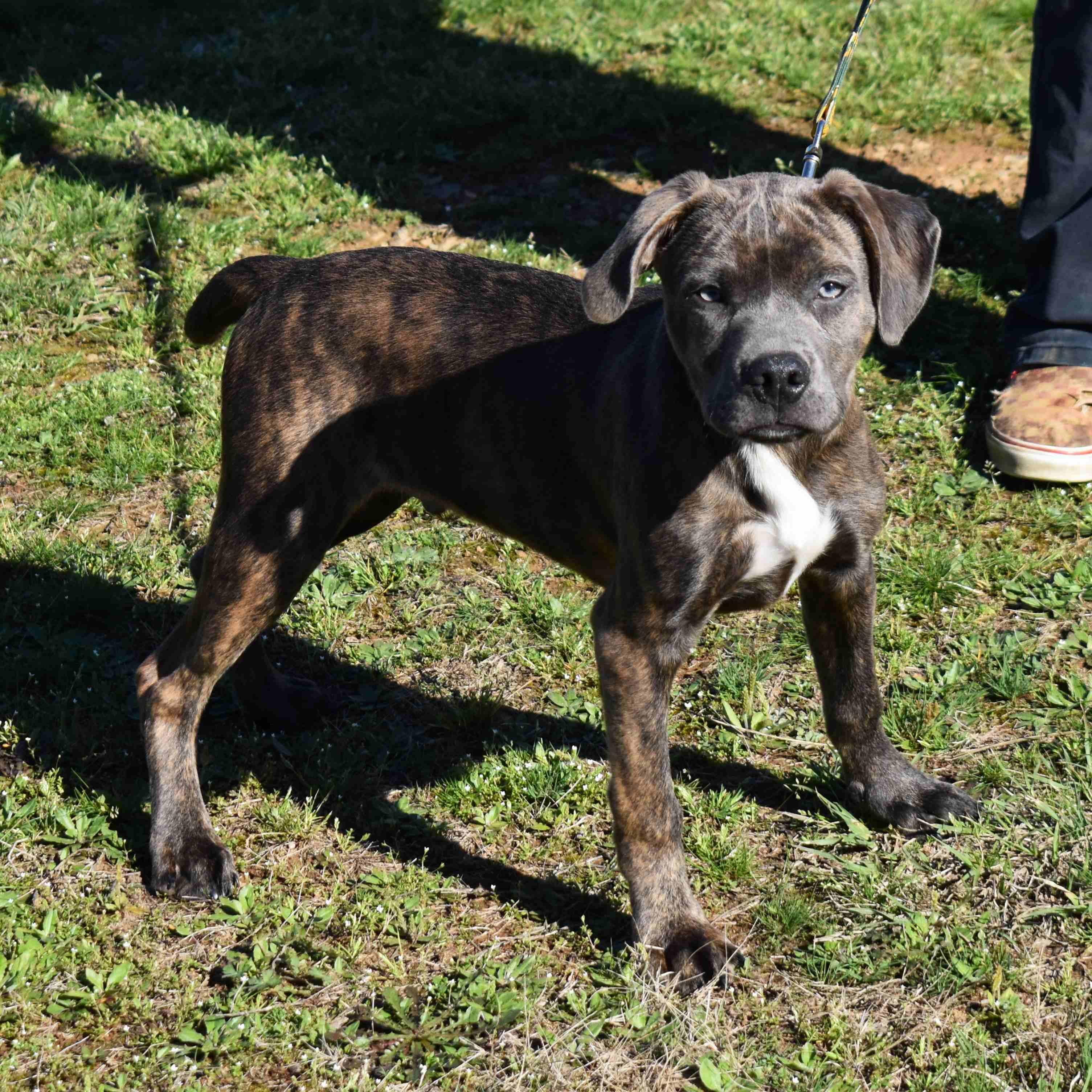 Enlarge Rambo, an adopted Mixed Breed in Searcy, AR image 6/6
