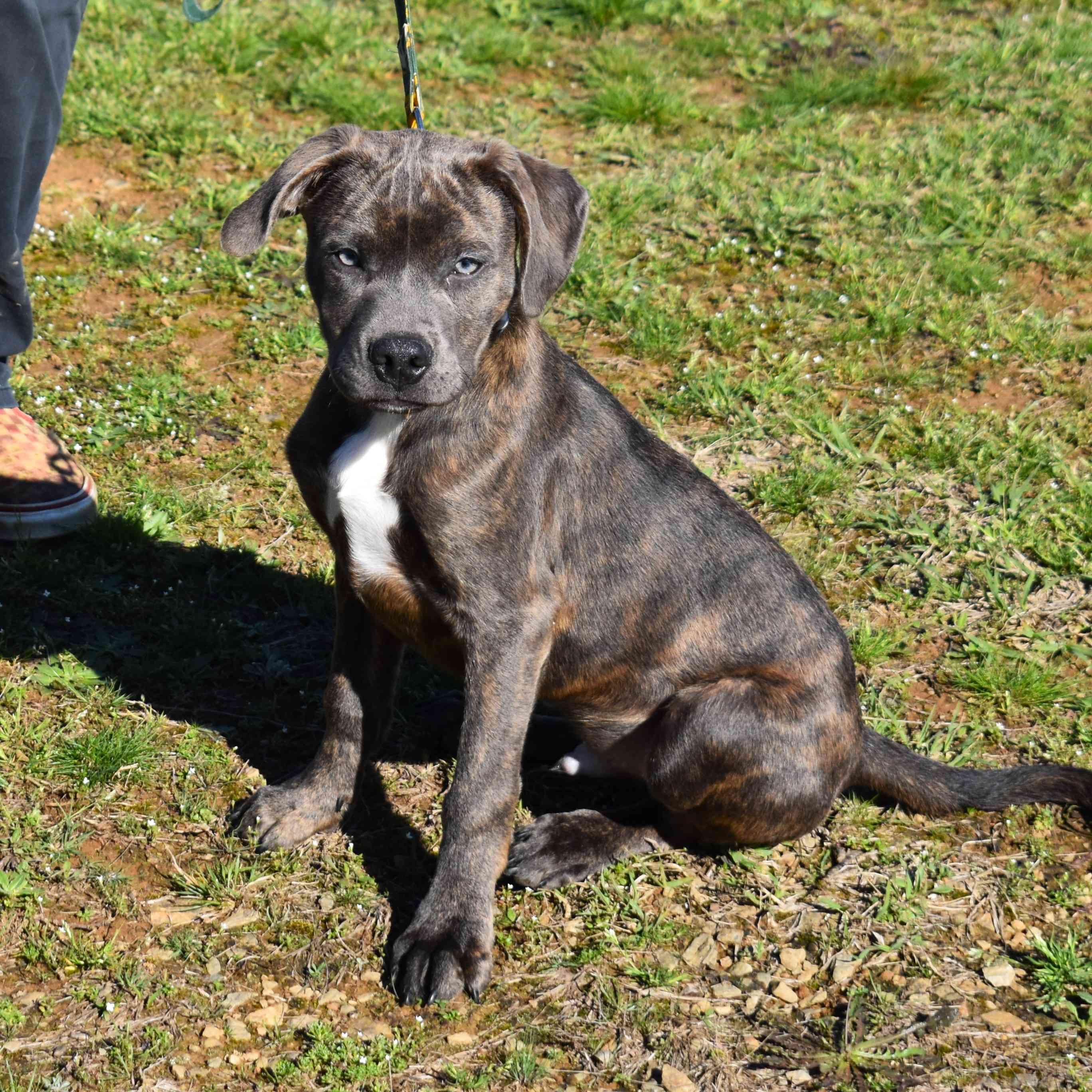 Enlarge Rambo, an adopted Mixed Breed in Searcy, AR image 5/6