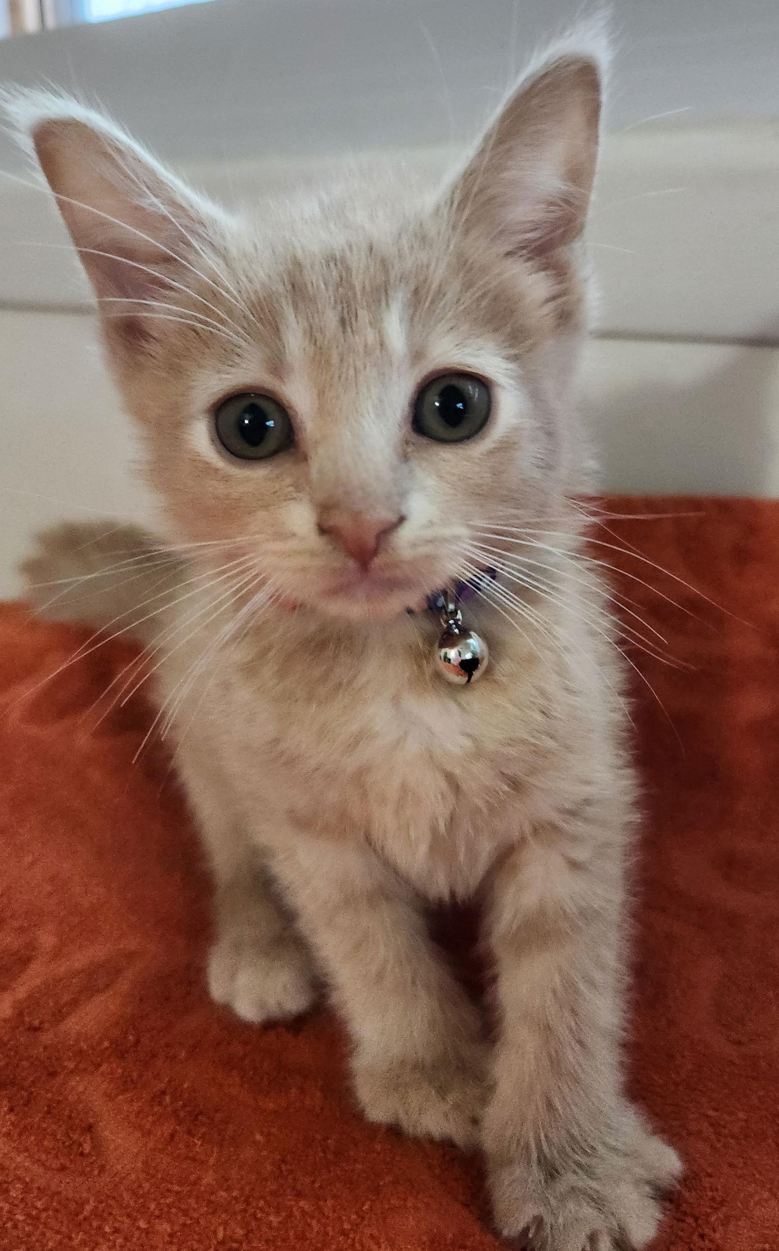 Cricket, Adoptable, Young Female Domestic Short Hair & Tabby.