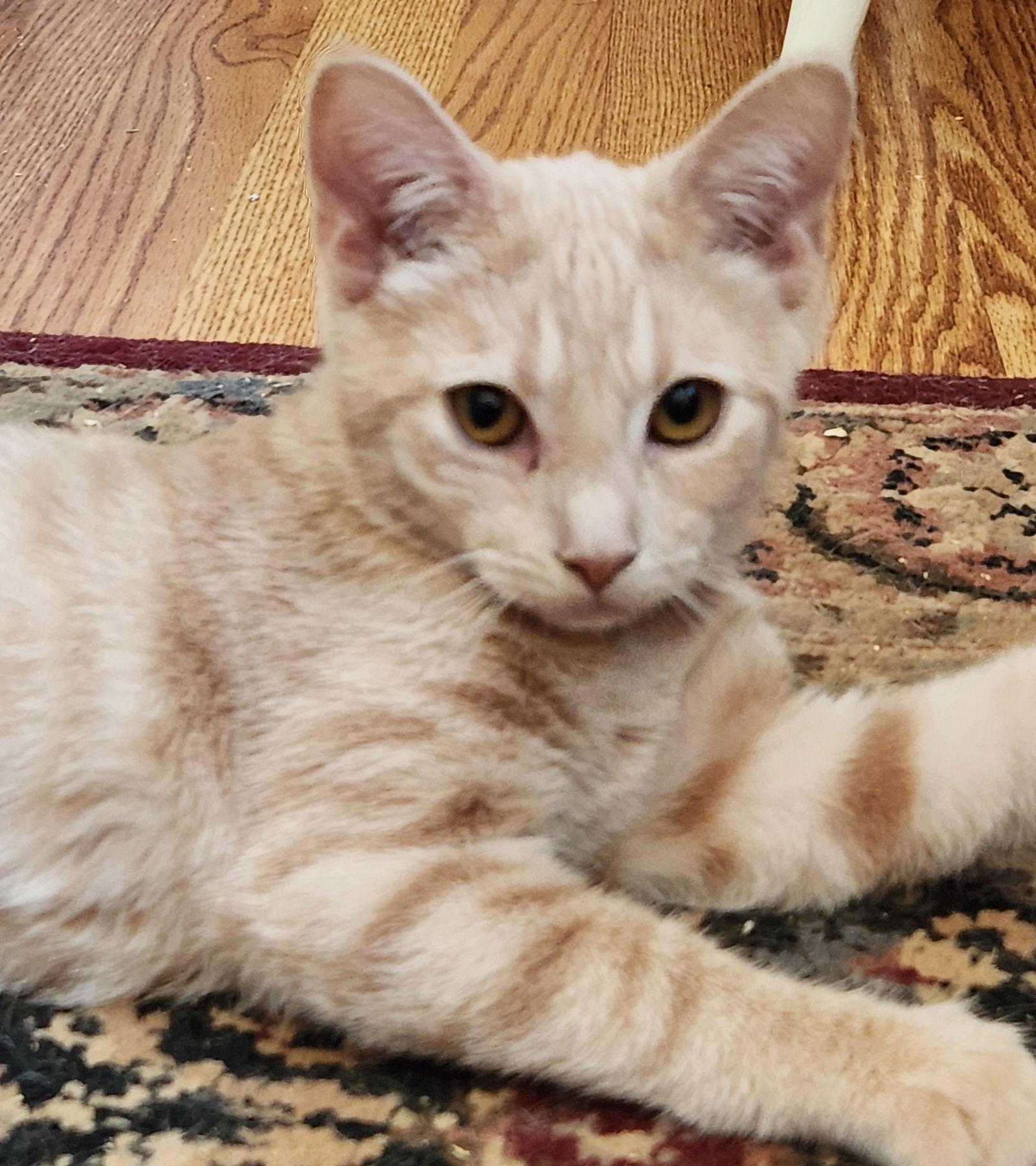 Cricket, a Adoptable mixed breed in Furlong, PA image 2/3