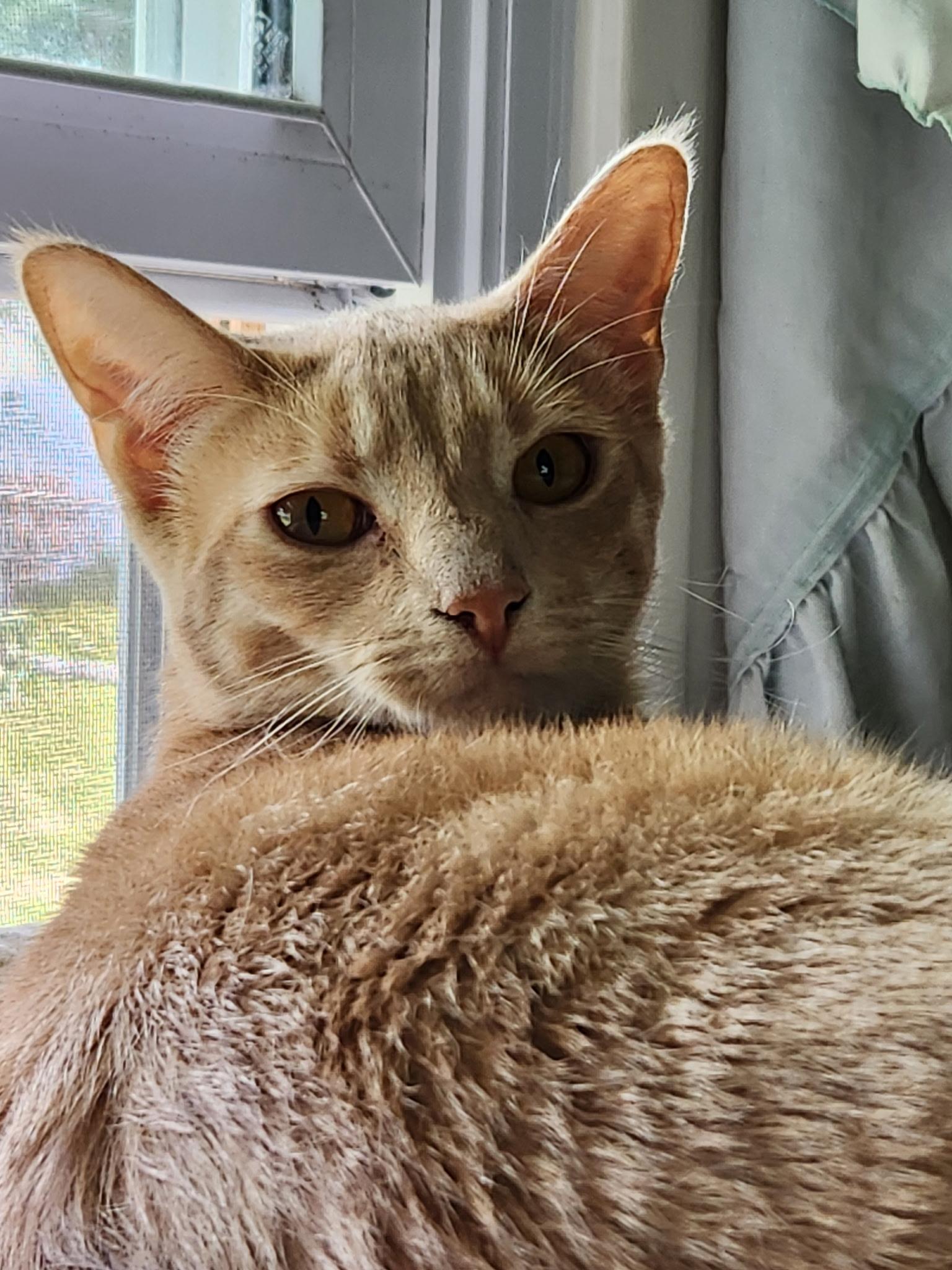 Enlarge Cricket, a Adoptable mixed breed in Furlong, PA image 2/3