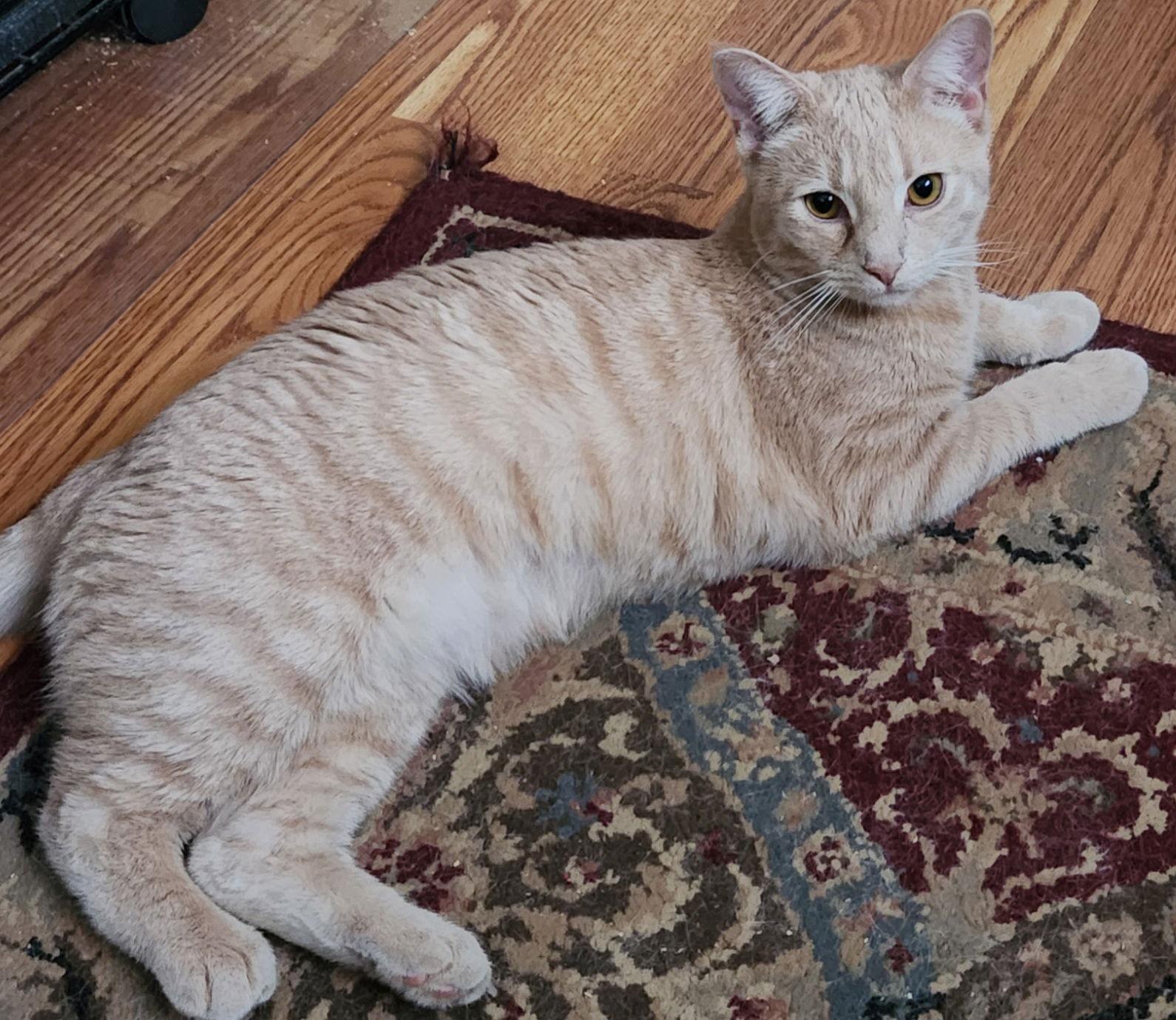 Cricket, a Adoptable mixed breed in Furlong, PA image 3/3