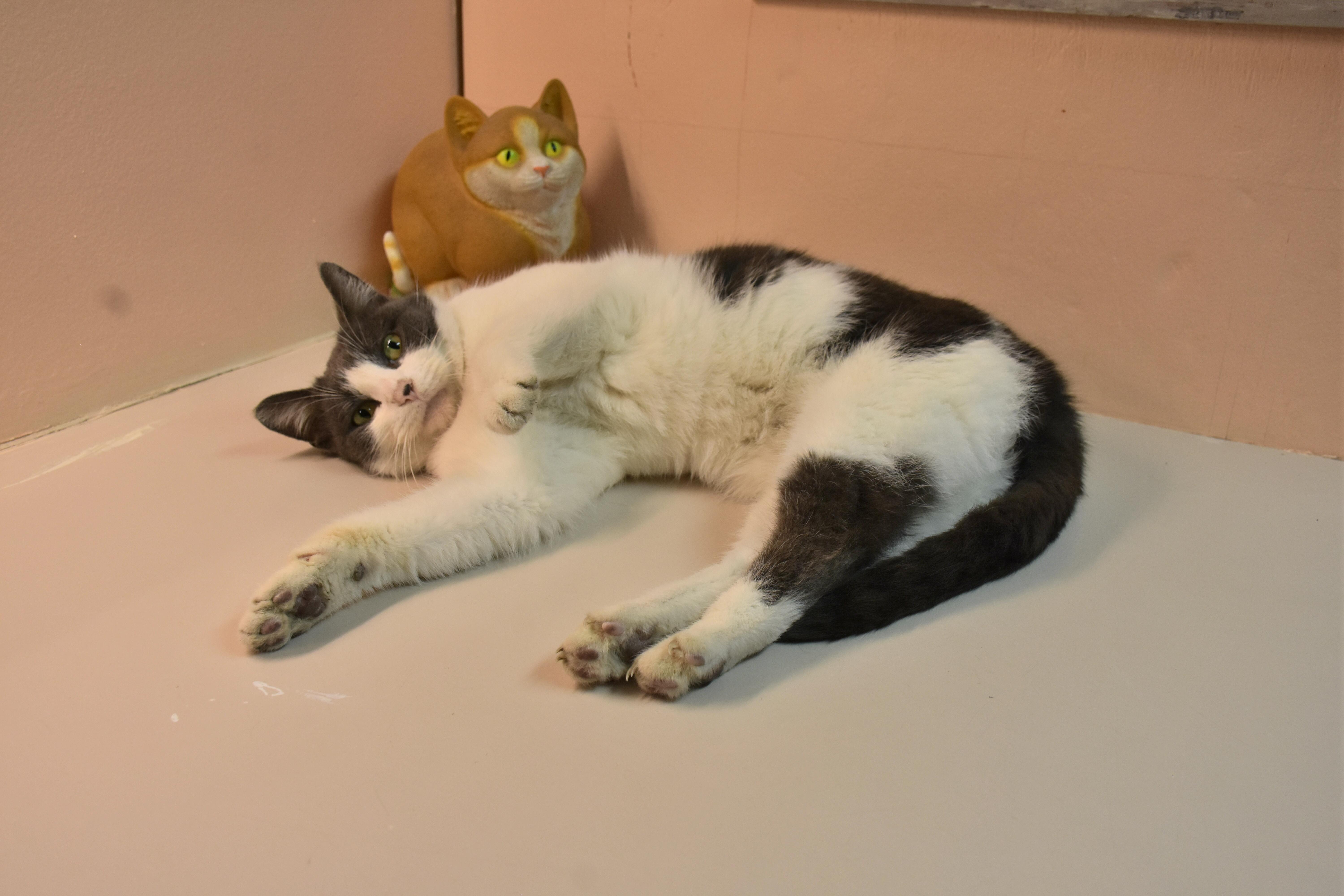 Miss Kitty, ADOPTABLE, Adult Female Domestic Short Hair.