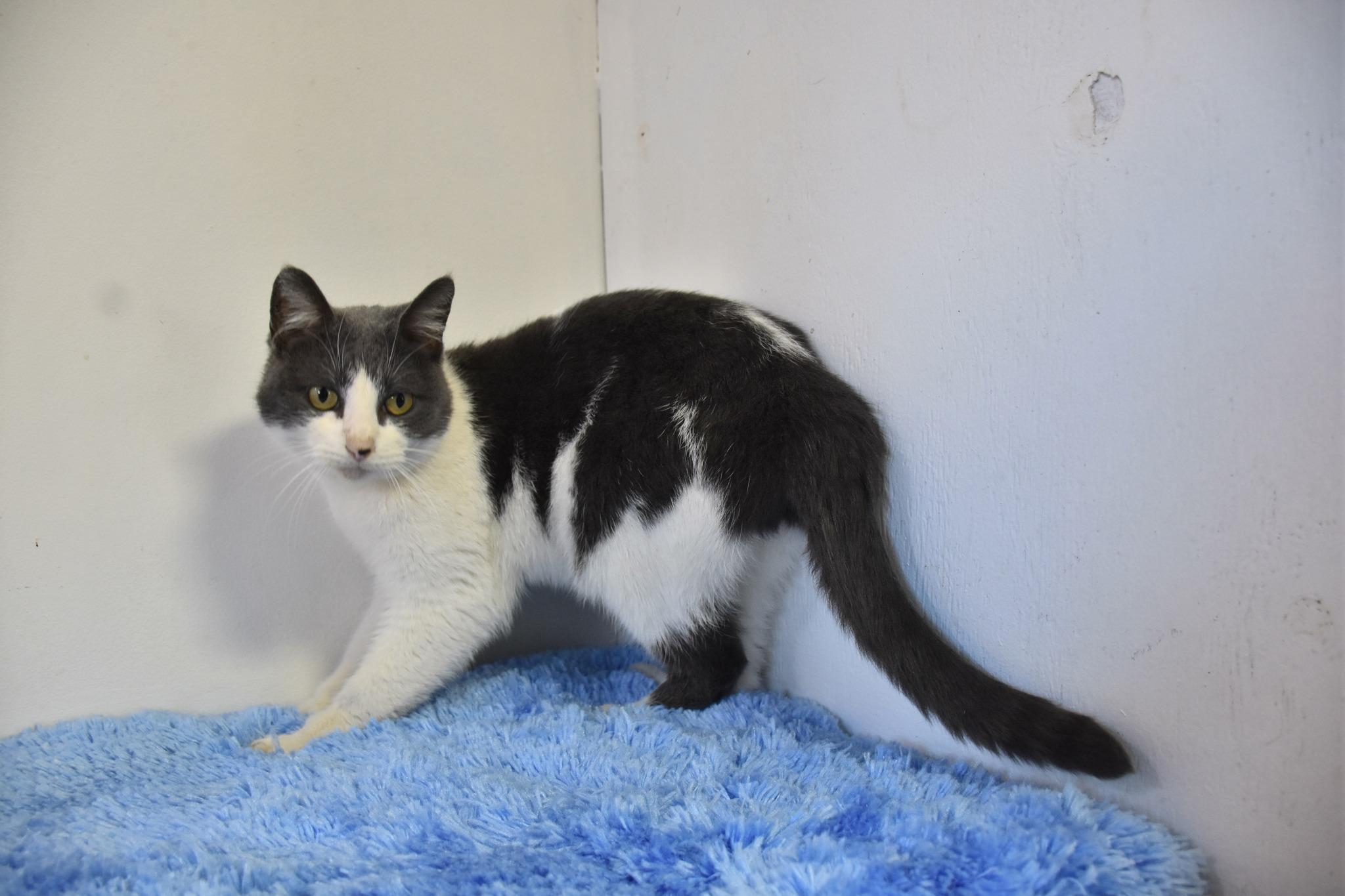 Enlarge Miss Kitty, a ADOPTABLE Domestic Short Hair in North Judson, IN image 2/2