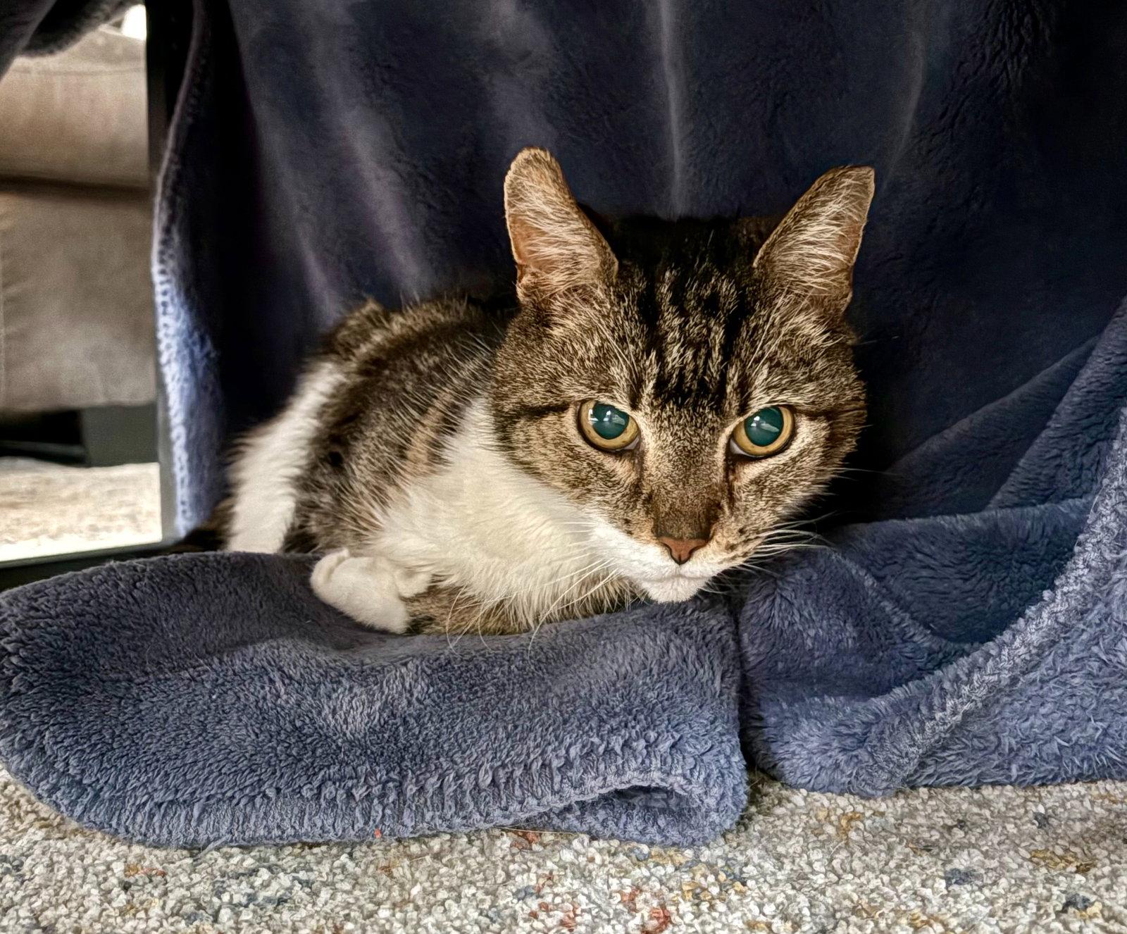 Chai (FCID# 01/22/2026 - 59) KD, a Adoptable mixed breed in Greenville, DE image 3/3