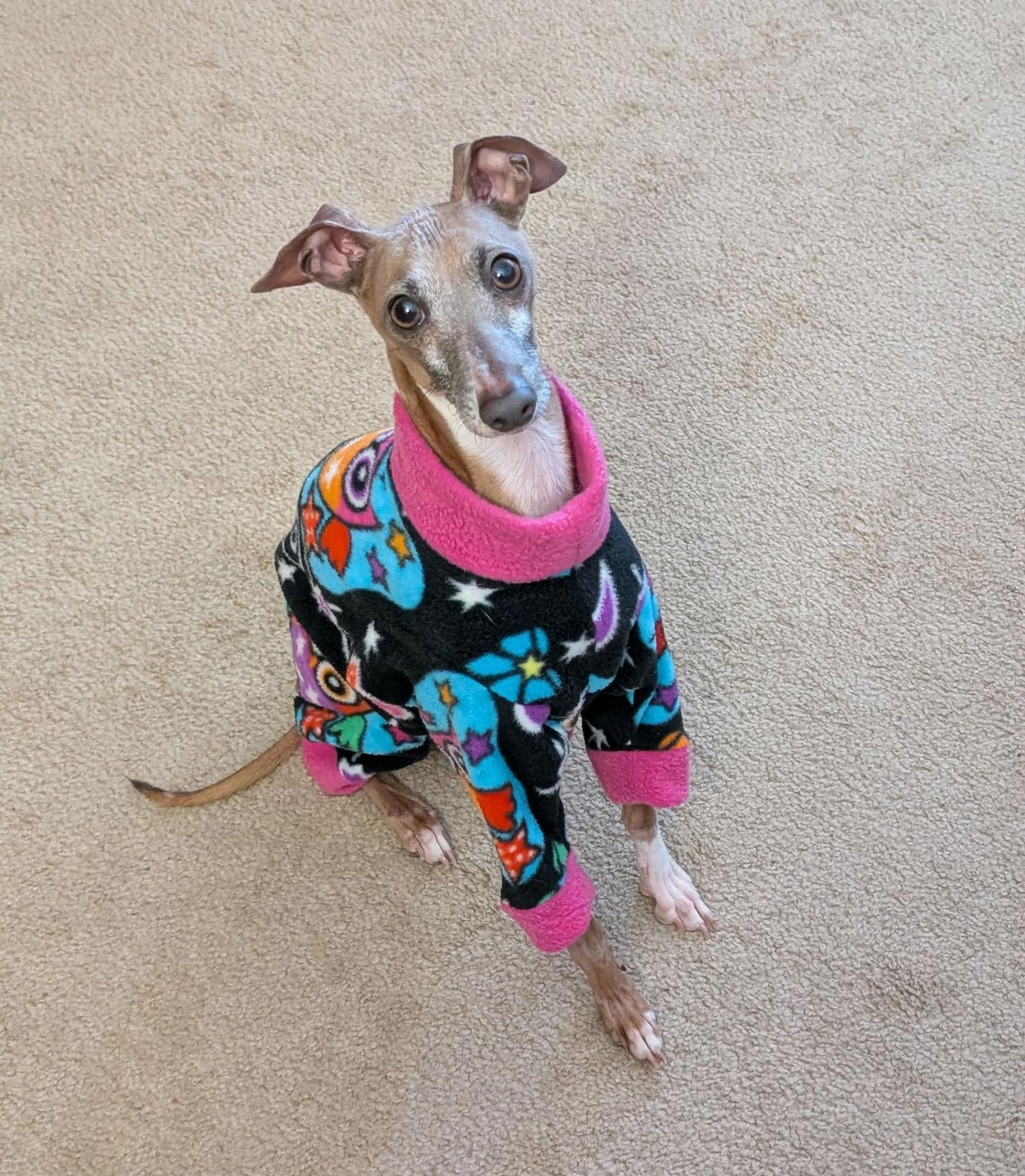 Enlarge Moose, a Adoptable Italian Greyhound in Springfield, MO image 1/3